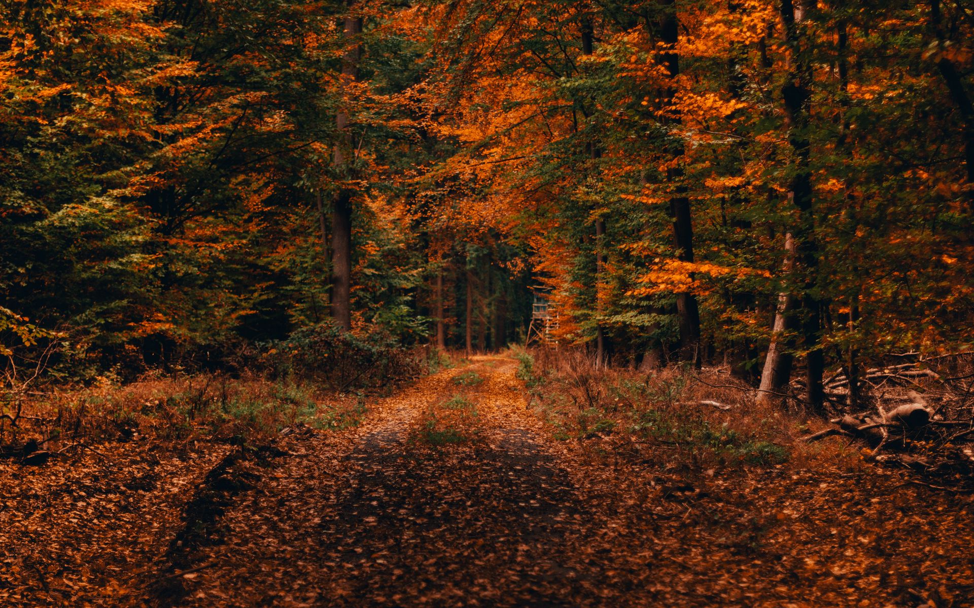 Download wallpaper 1920x1200 forest, path, autumn, foliage, fallen, trees, autumn landscape widescreen 16:10 HD background