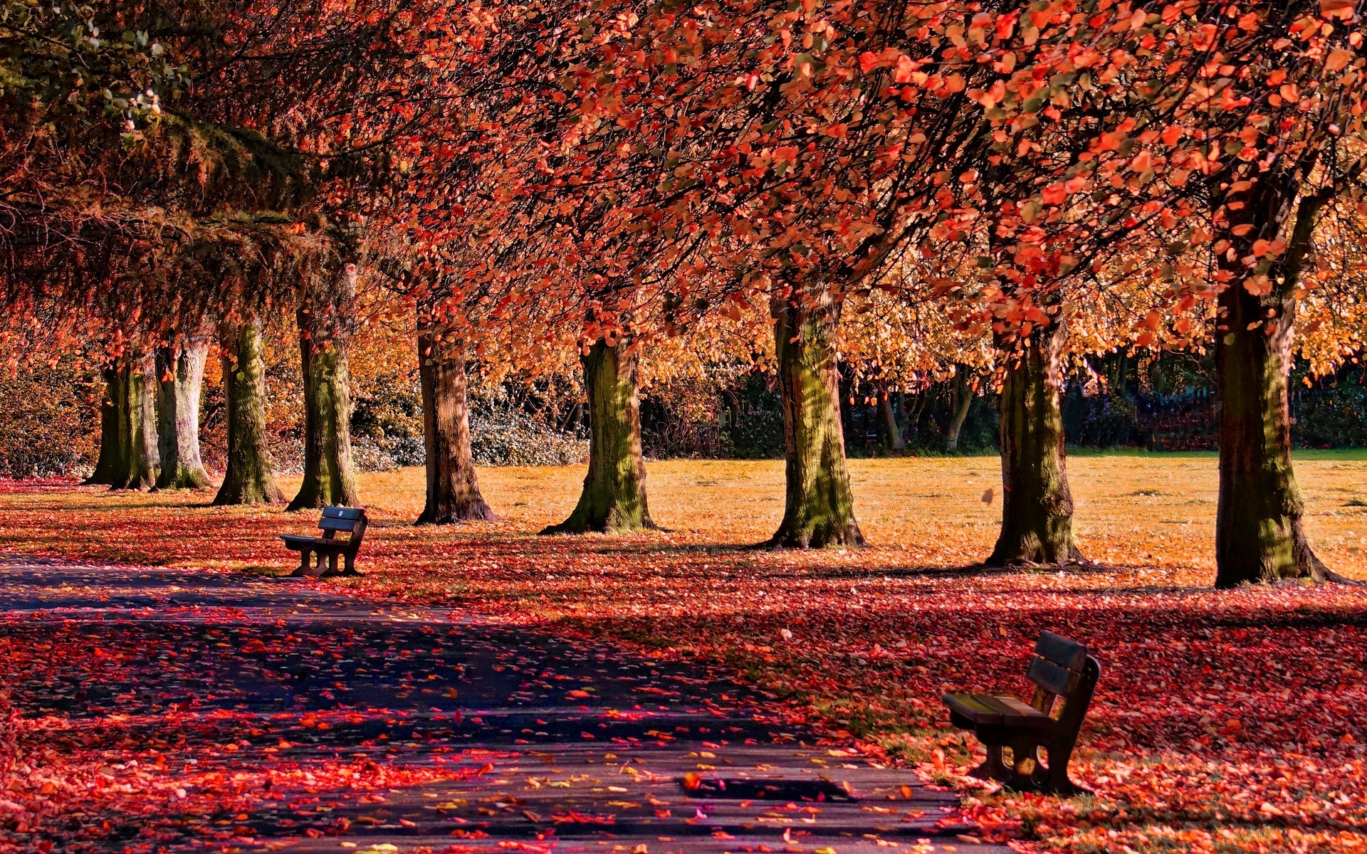 Wallpaper autumn, leaves, trees, bench, nature, background, widescreen, Wallpaper for mobile and desktop, section природа, resolution 1920x1200