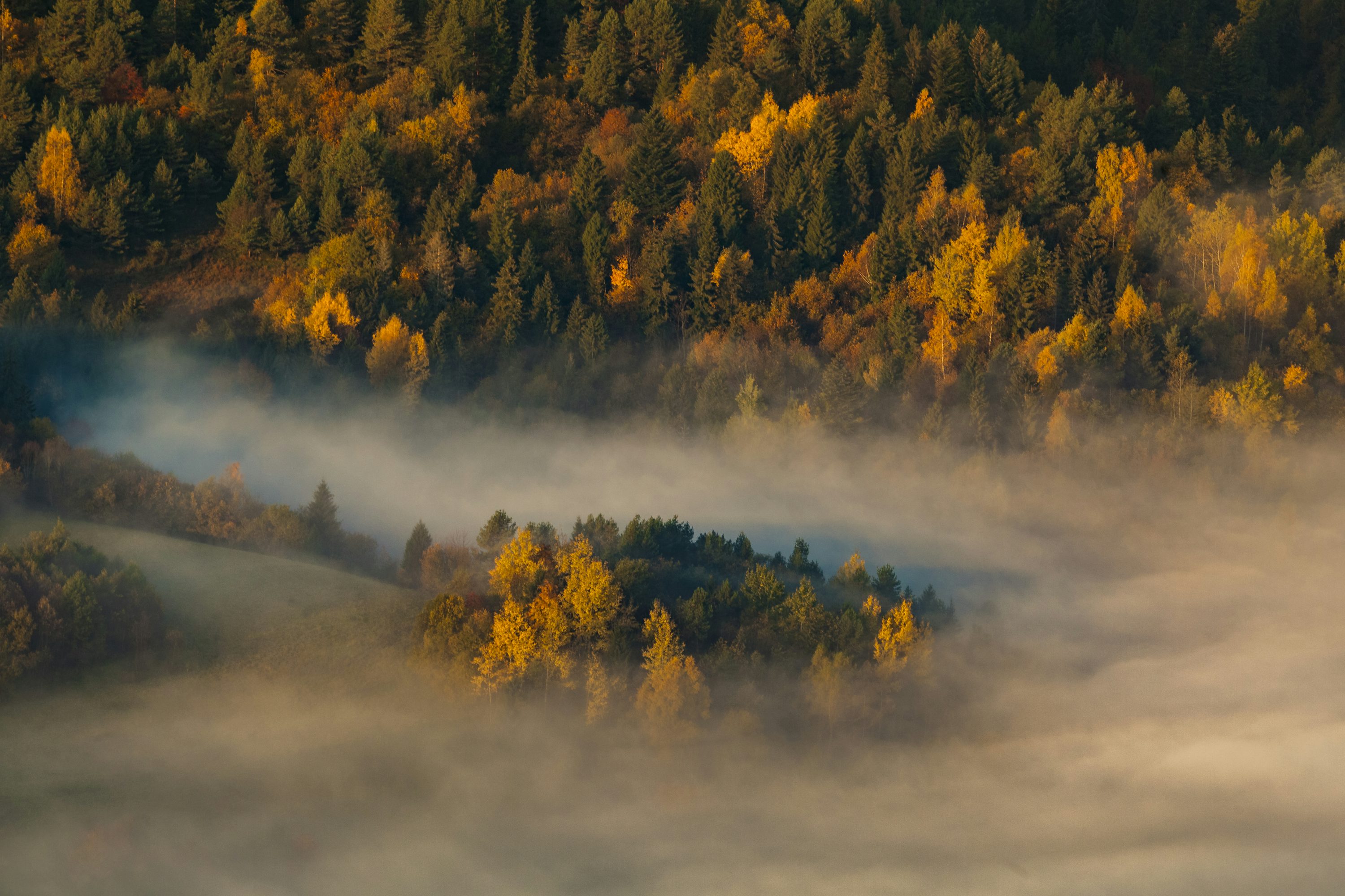 An aerial view of a forest in the fall photo