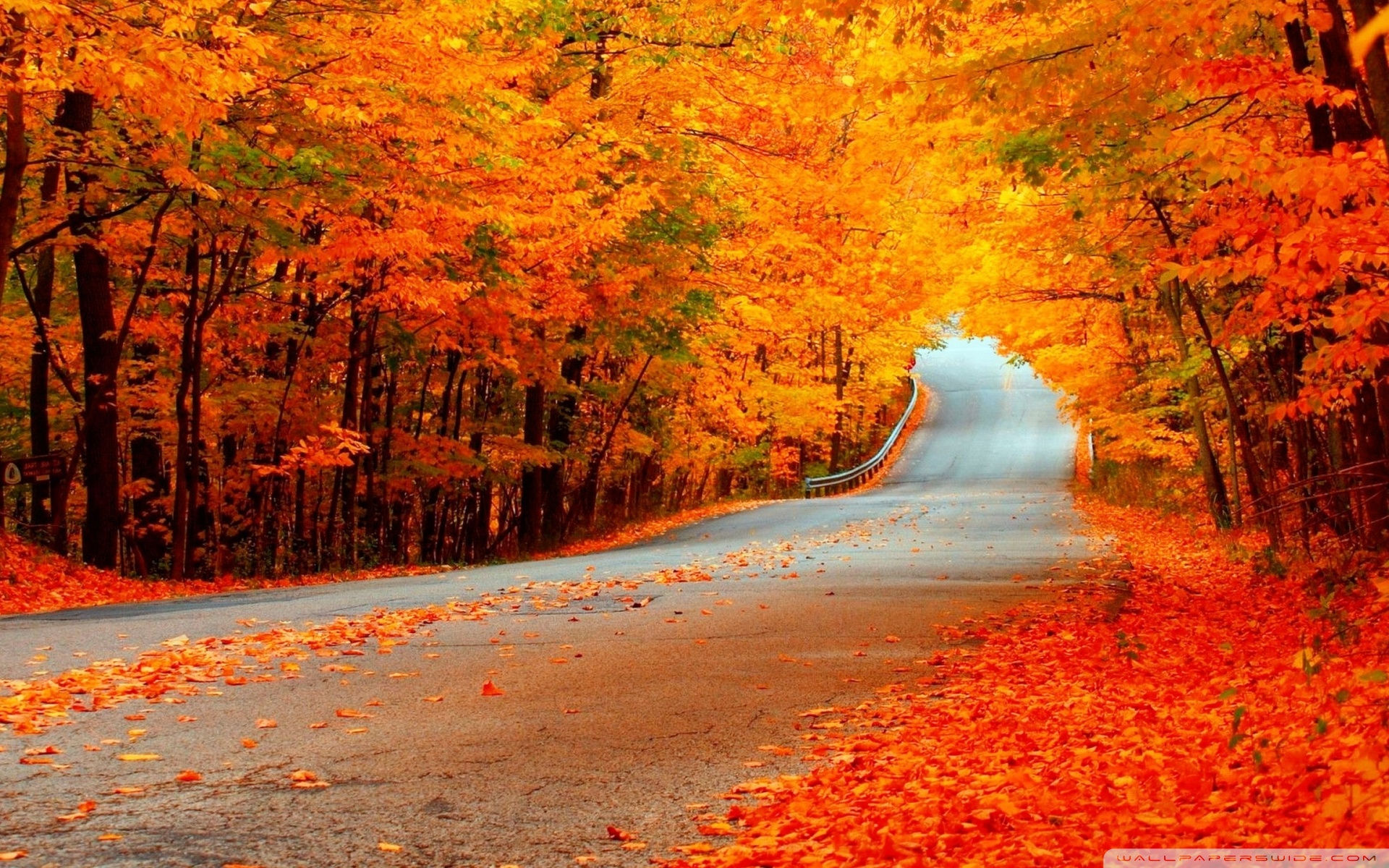 Beautiful Autumn Orange Trees, Road 4K UHD Wallpaper for UltraHD Desktop and TV, Widescreen and UltraWide Display, Smartphone and Tablet Devices