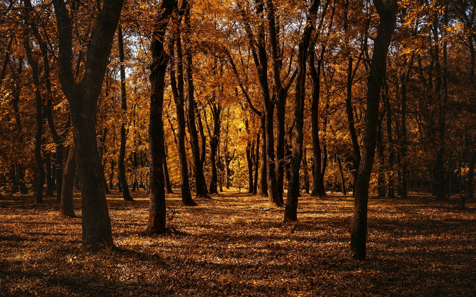 Download wallpaper 1920x1200 autumn, forest, trees, park, path widescreen 16:10 HD background