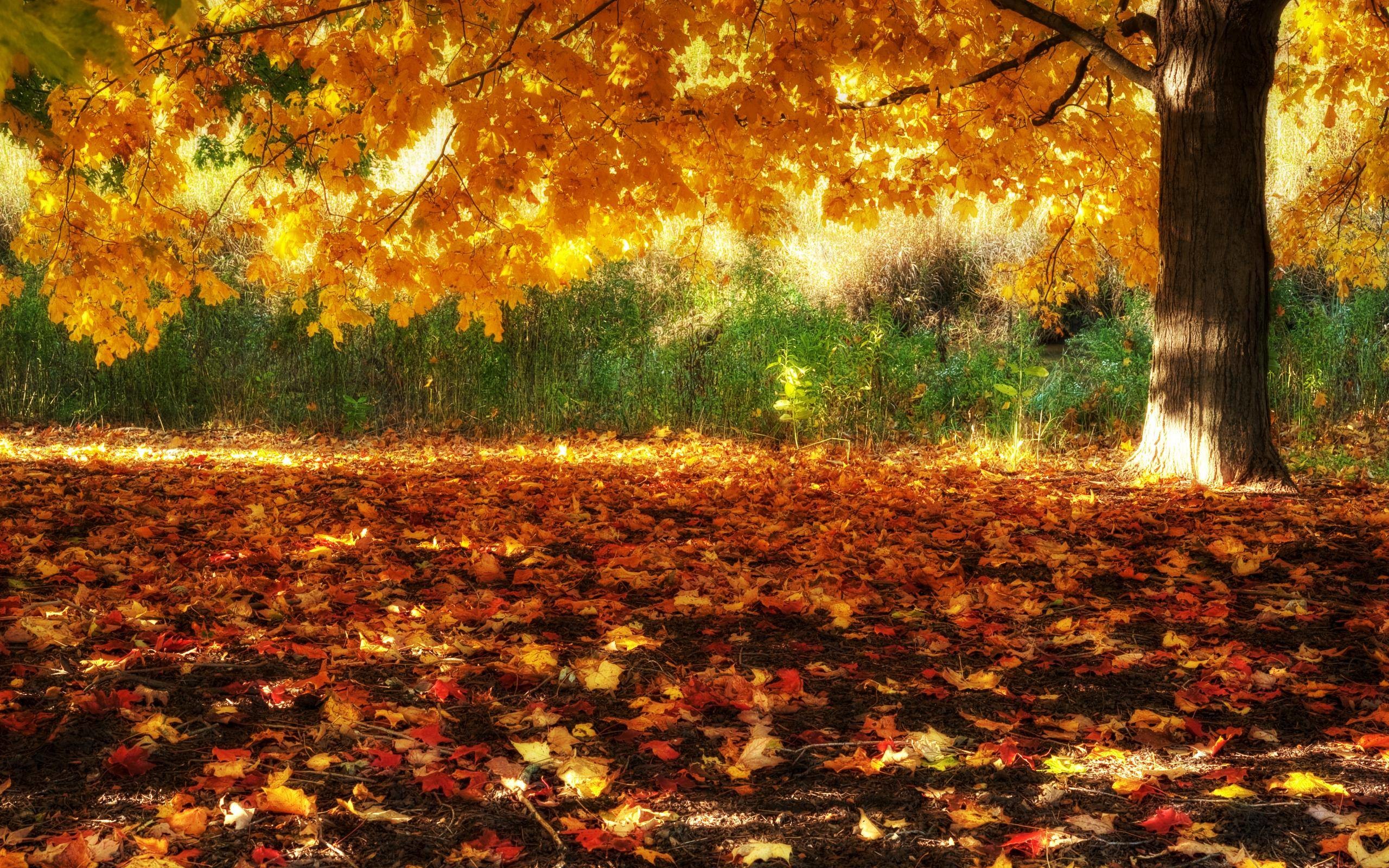 Fall Scenes Wallpaper
