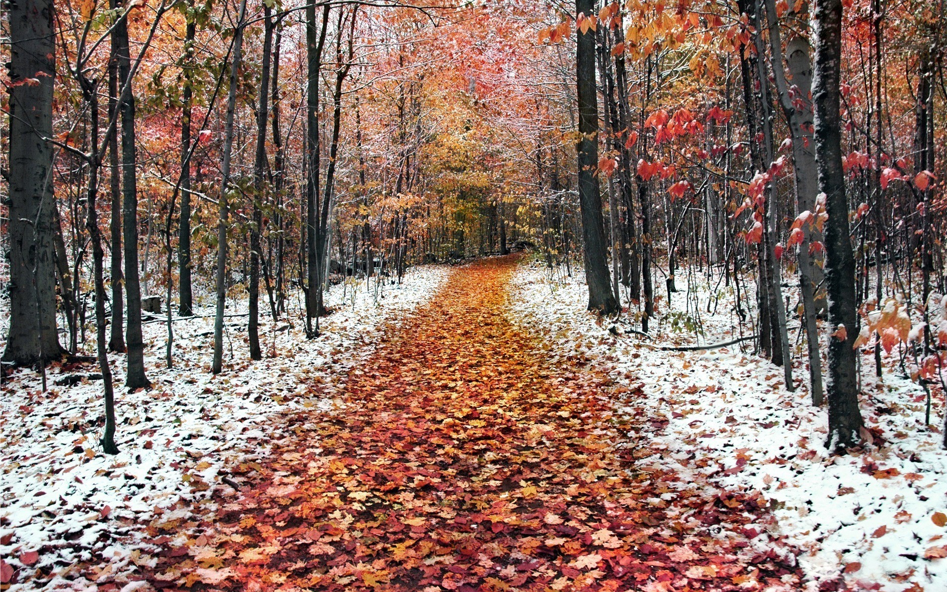 Late autumn the first snow fell Desktop wallpaper 1680x1050