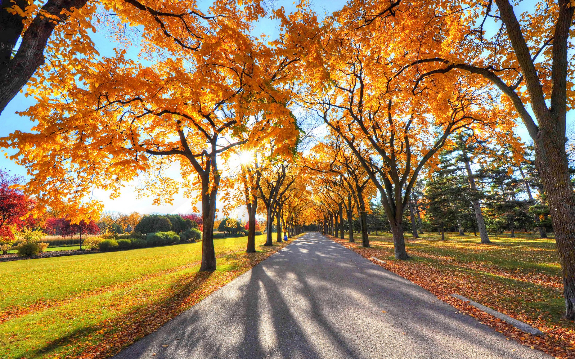 Golden Autumn Nature Scenery HD Wallpaper 16