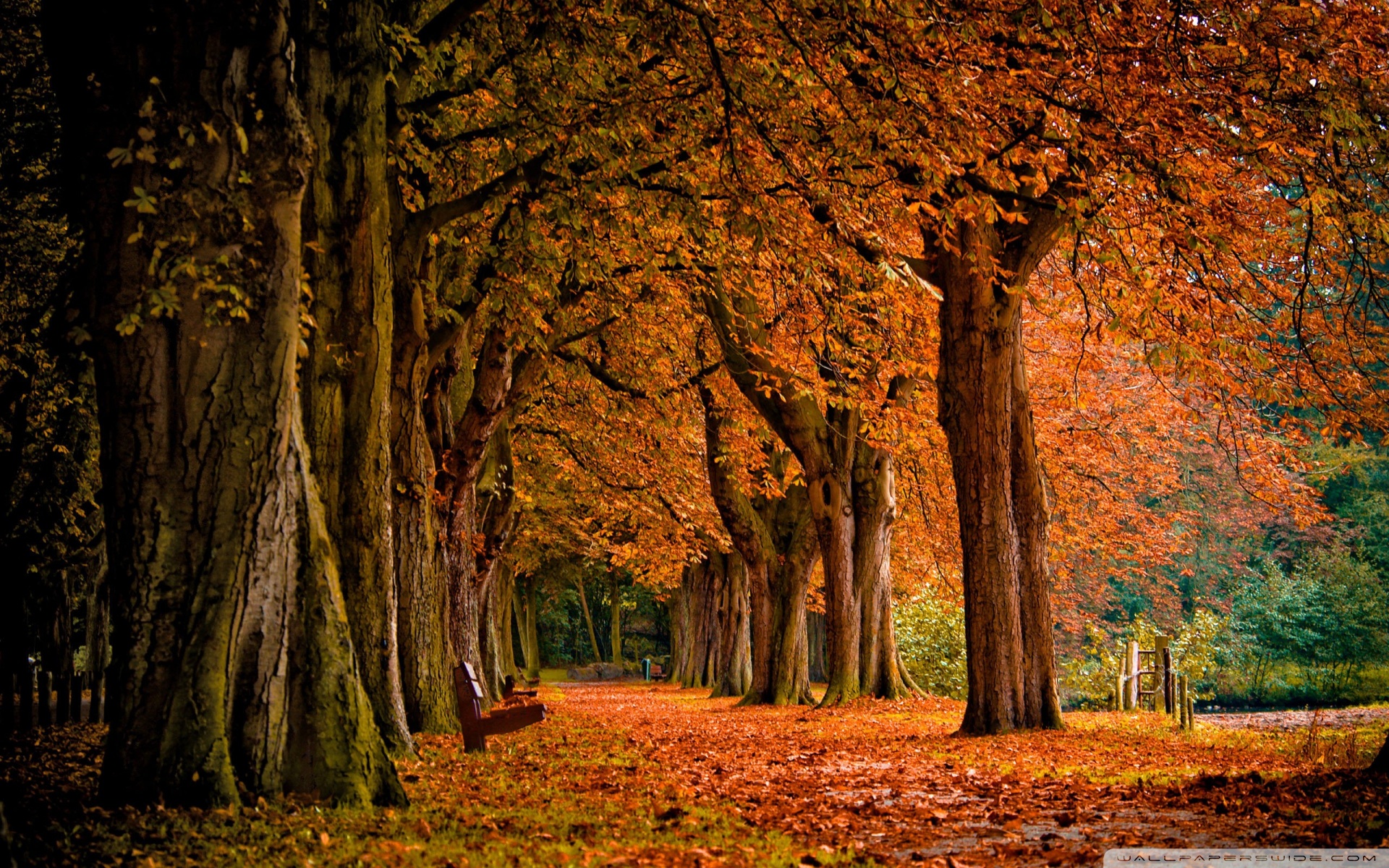 Park, Autumn 4K UHD Wallpaper for UltraHD Desktop and TV, Dual Monitor, Smartphone and Tablet Devices