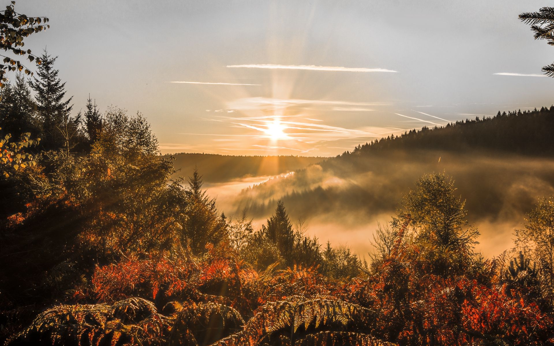 Download wallpaper 1920x1200 sunset, trees, autumn, forest, sky widescreen 16:10 HD background