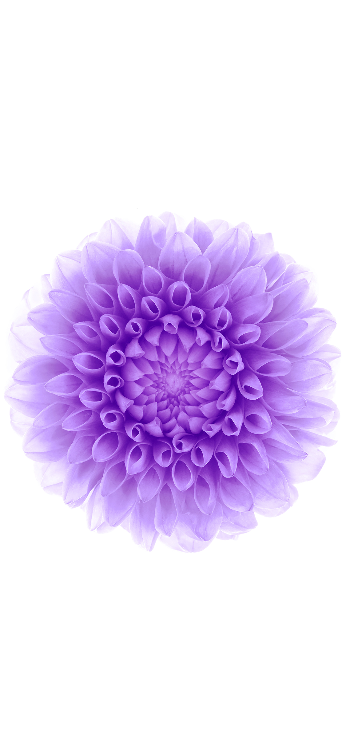 iPhoneXpapers apple iphone6 plus ios8 flower purple