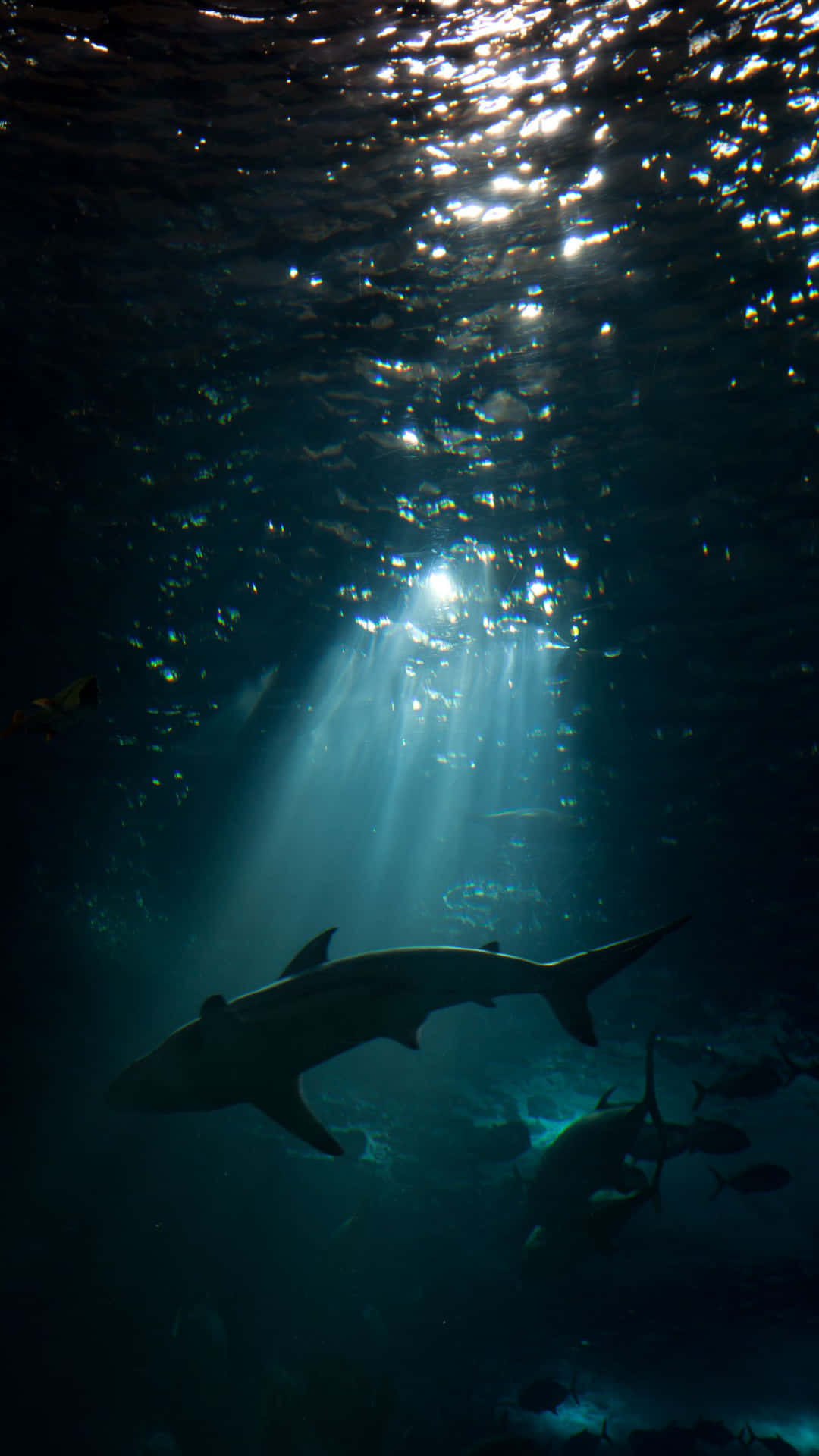 Shark iPhone Wallpaper