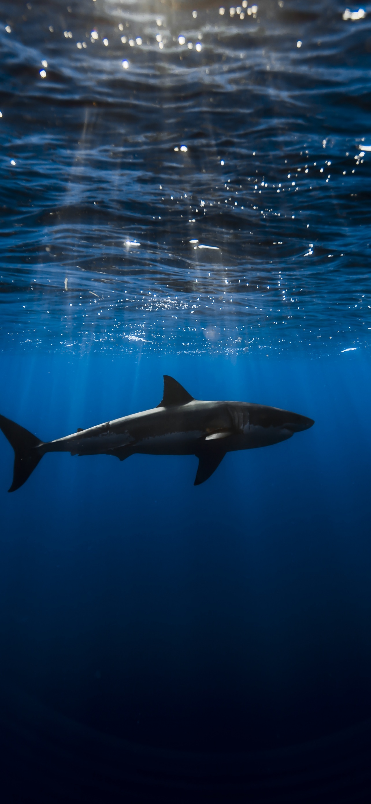 Great White Shark Underwater Blue Ocean Sea Life Sun Light