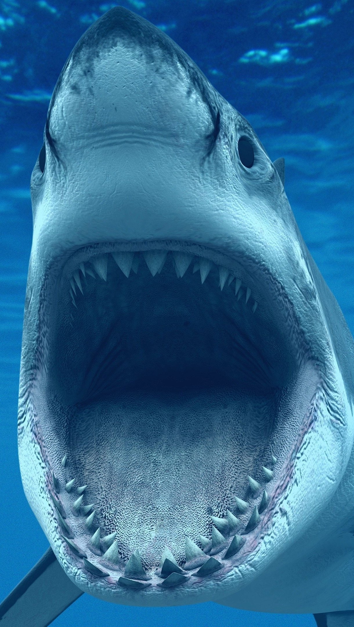 White Shark Wallpaper 4k for iPhone and Mobile Phone