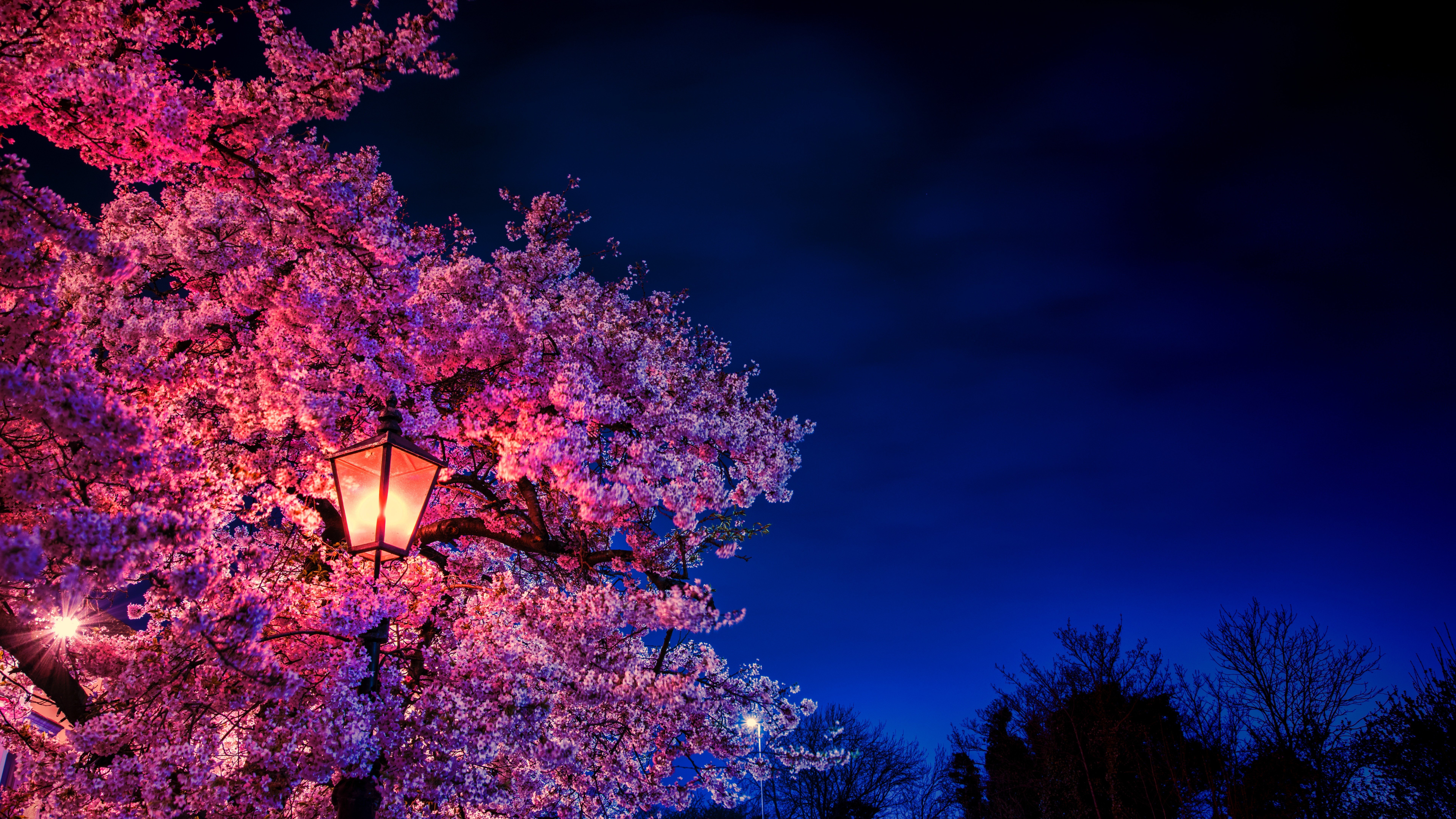 Cherry blossom at night light Aesthetic Wallpaper 8k for Desktop