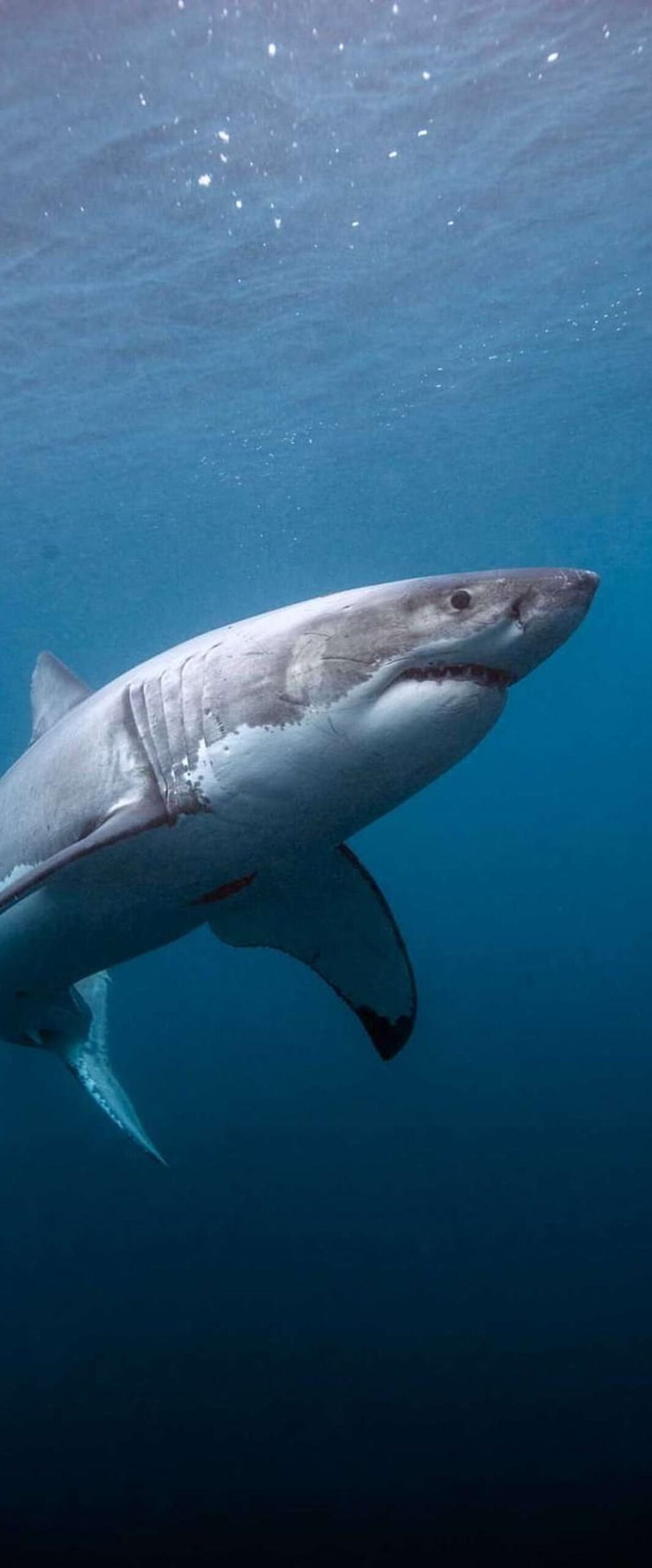 Best Shark iPhone Wallpaper [ 4k & HD Quality ]