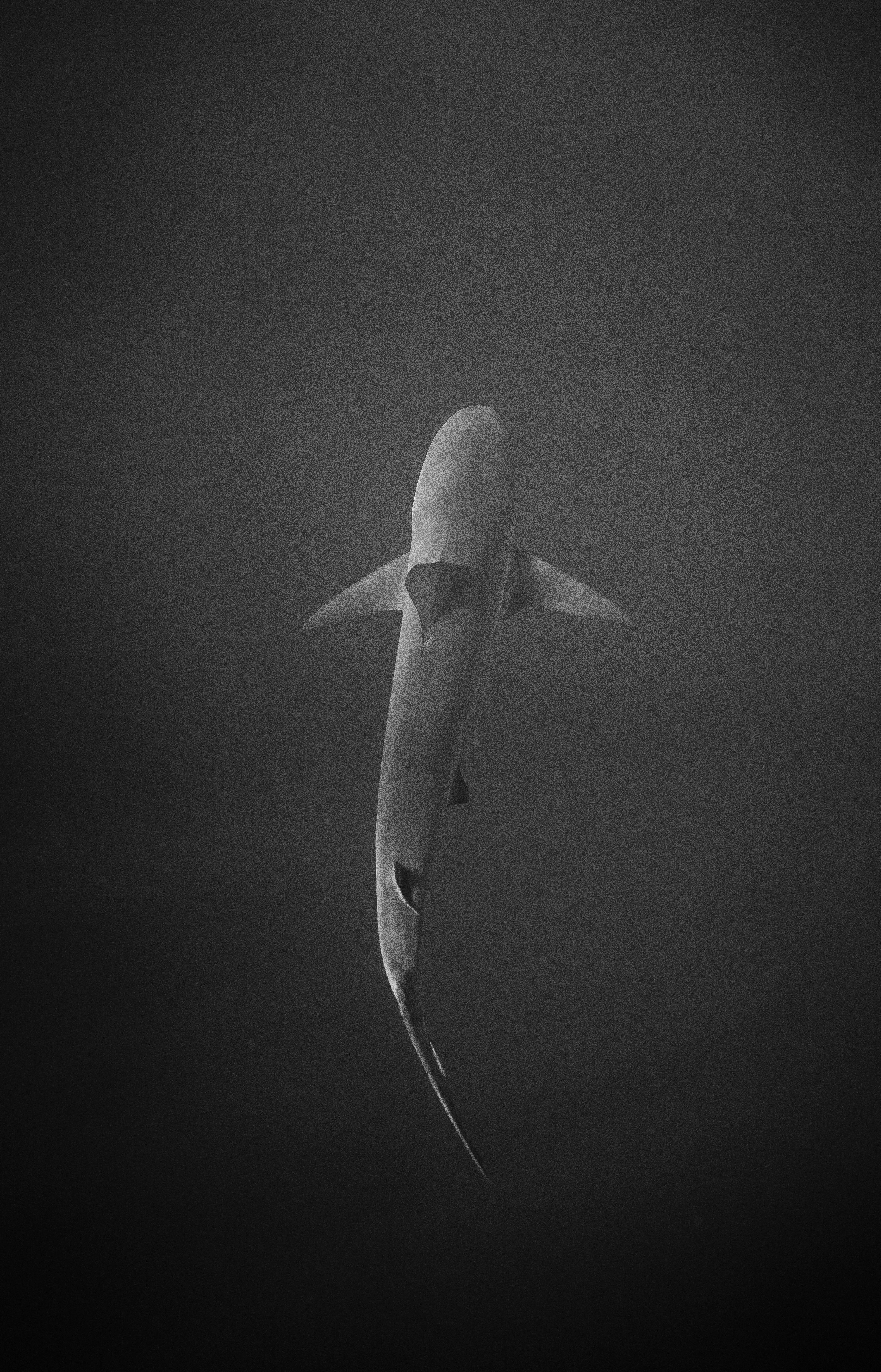 Best Shark Photo · 100% Free Downloads