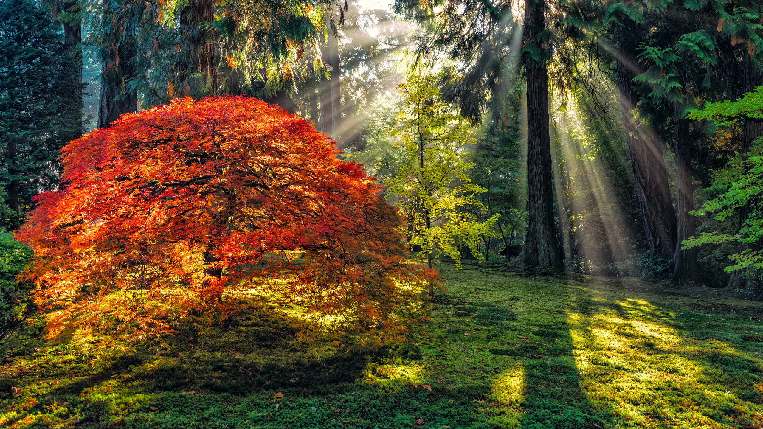 2025 Fall Colors Tracker