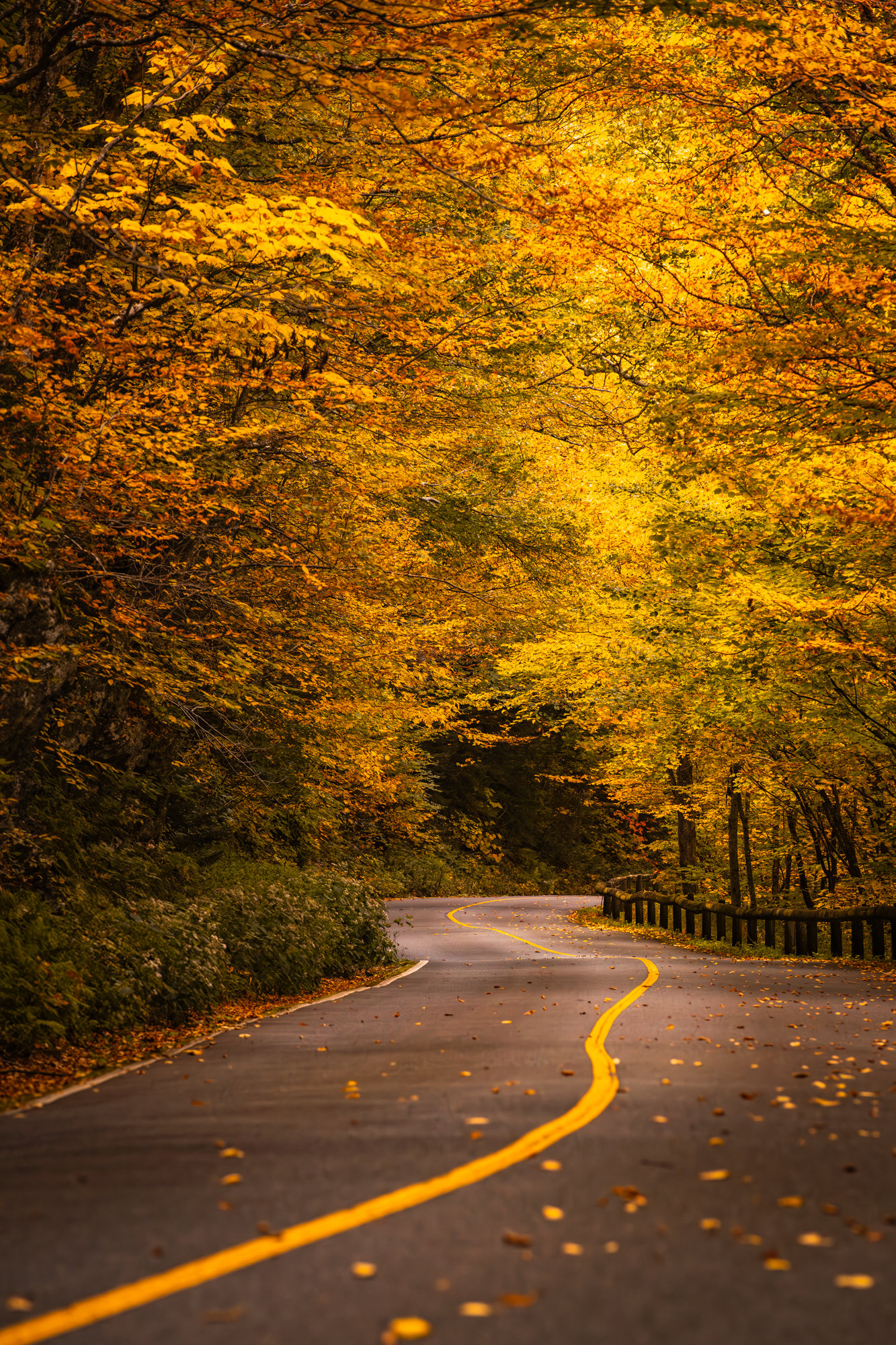 Early Fall Foliage at Mt. Greylock