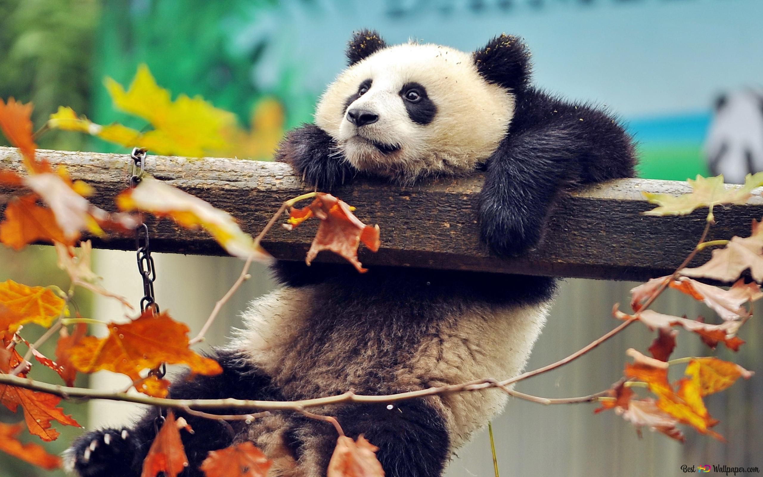 Cute animal panda clinging to wood among autumn leaves 4K wallpaper download