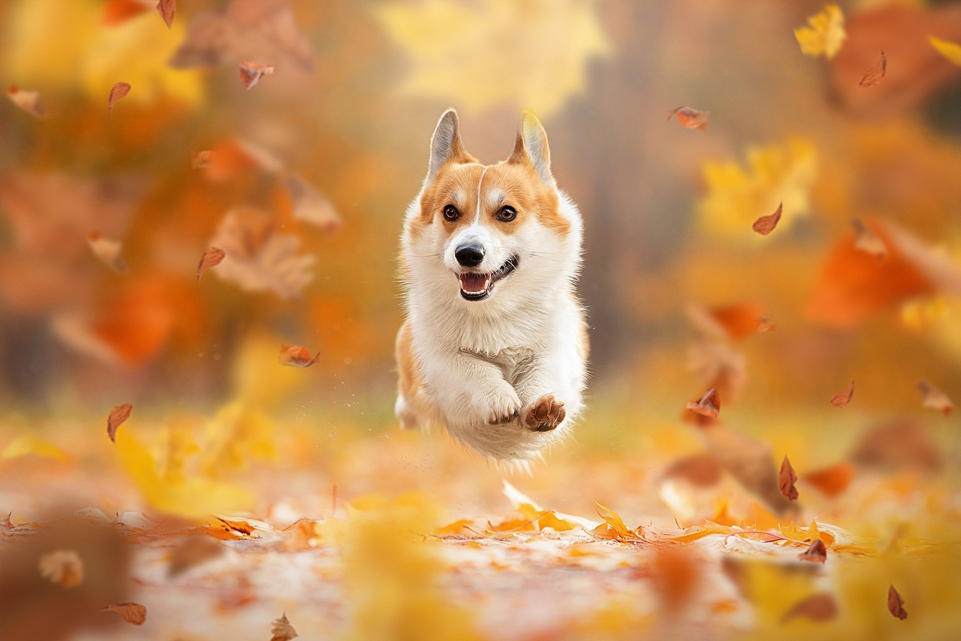 Download Dog Leaf Fall Animal Corgi HD Wallpaper