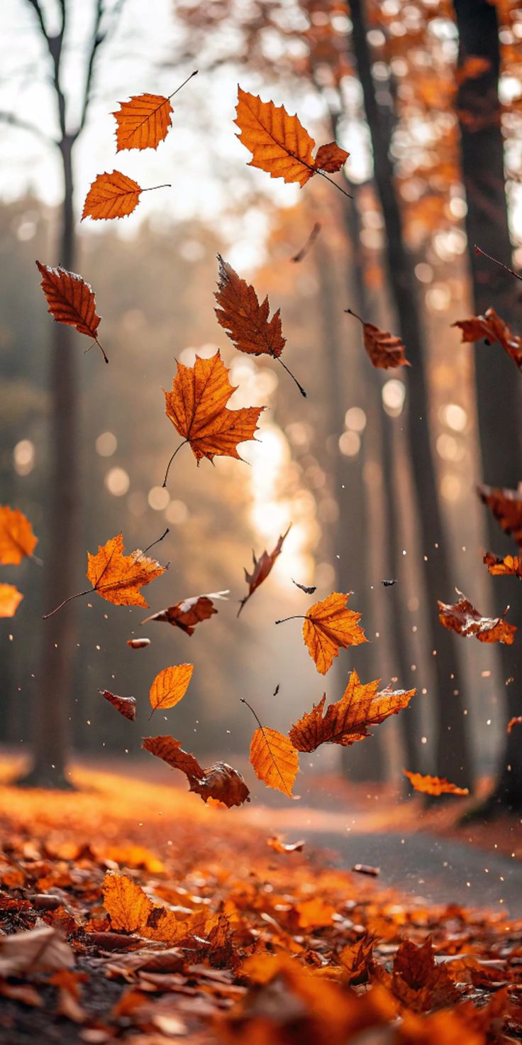Free Fall Wallpaper: November Scenes