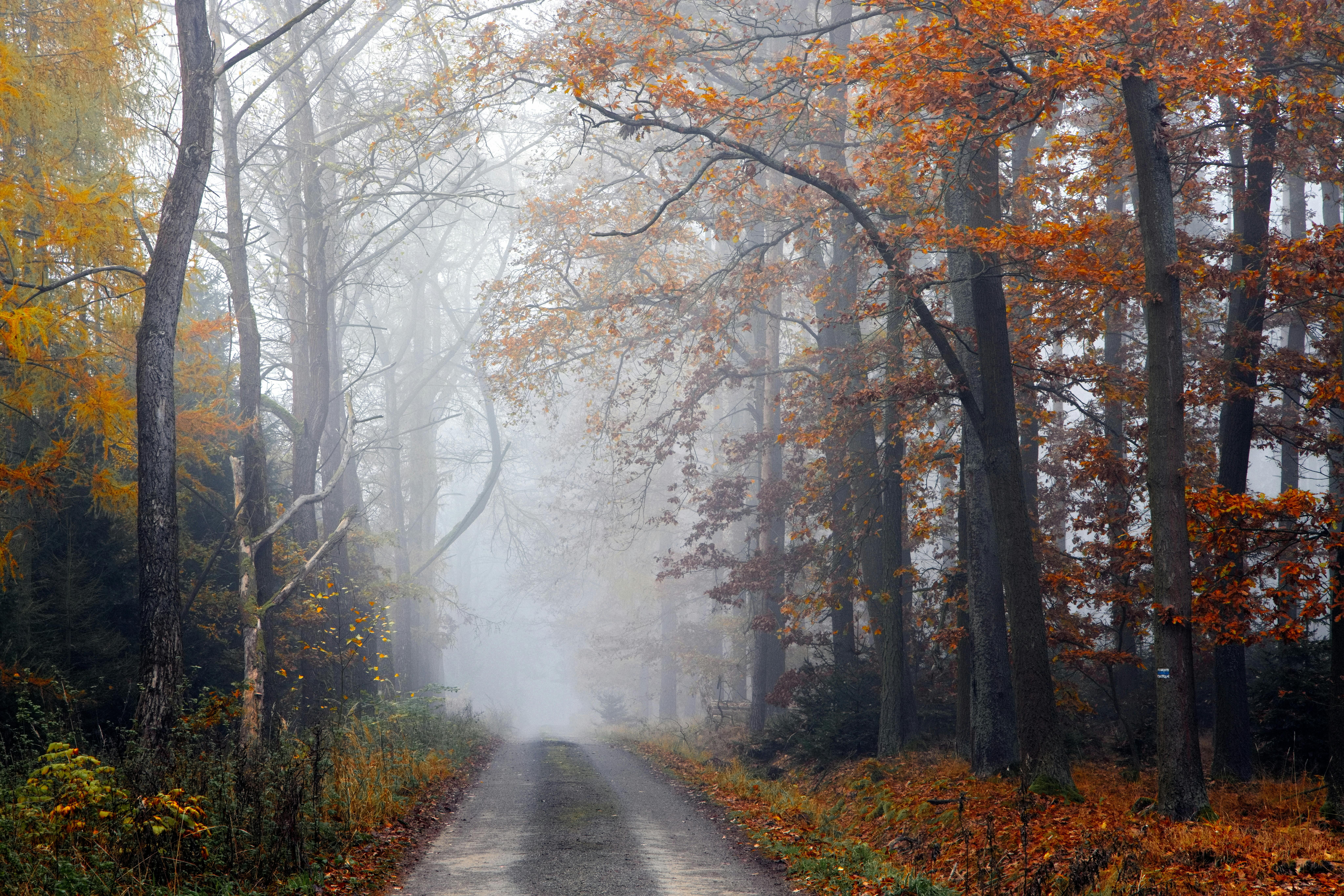 Foggy Autumn Path in a Serene Forest Landscape · Free