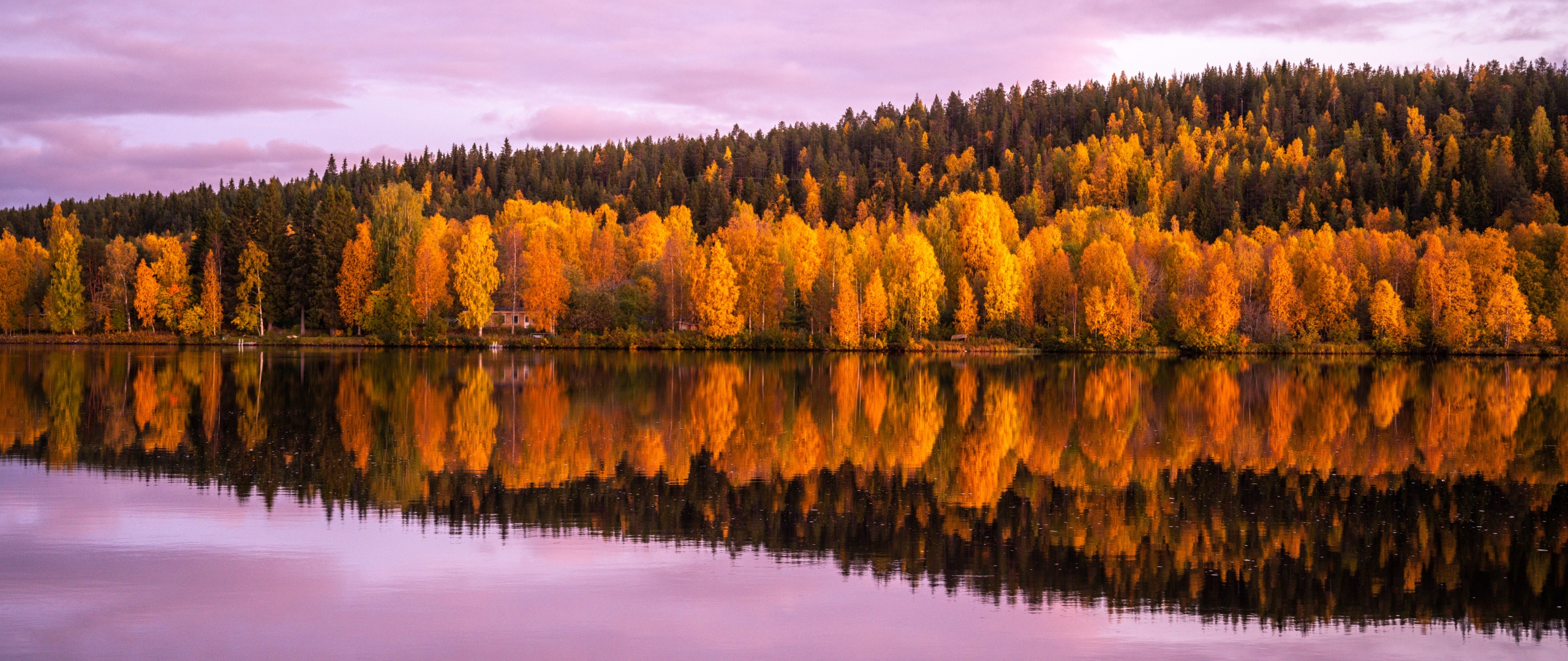 Autumn trees Wallpaper 4K, 8K, Forest, Pink sky, Sunset