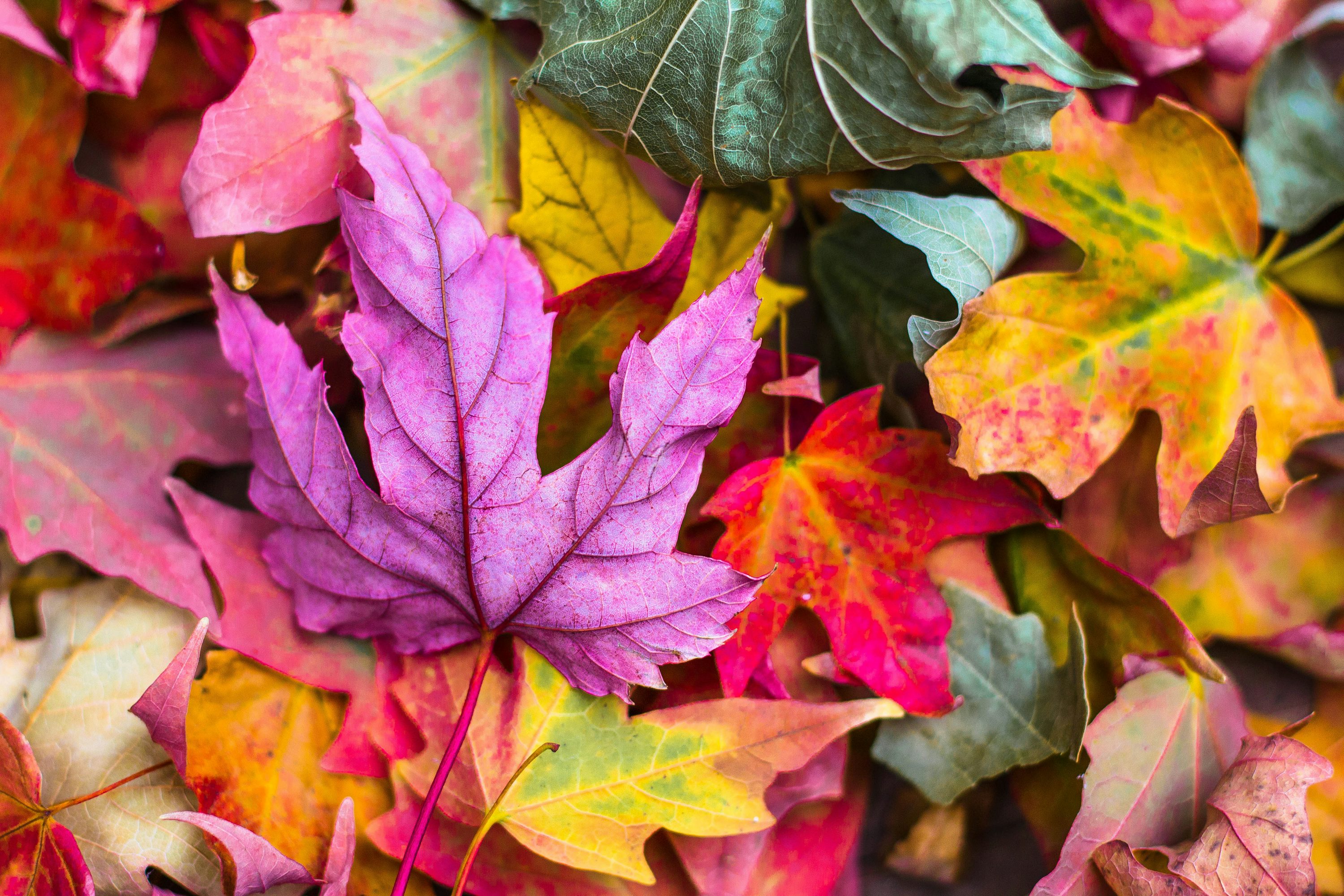 Flat lay photography of purple and red leaves photo