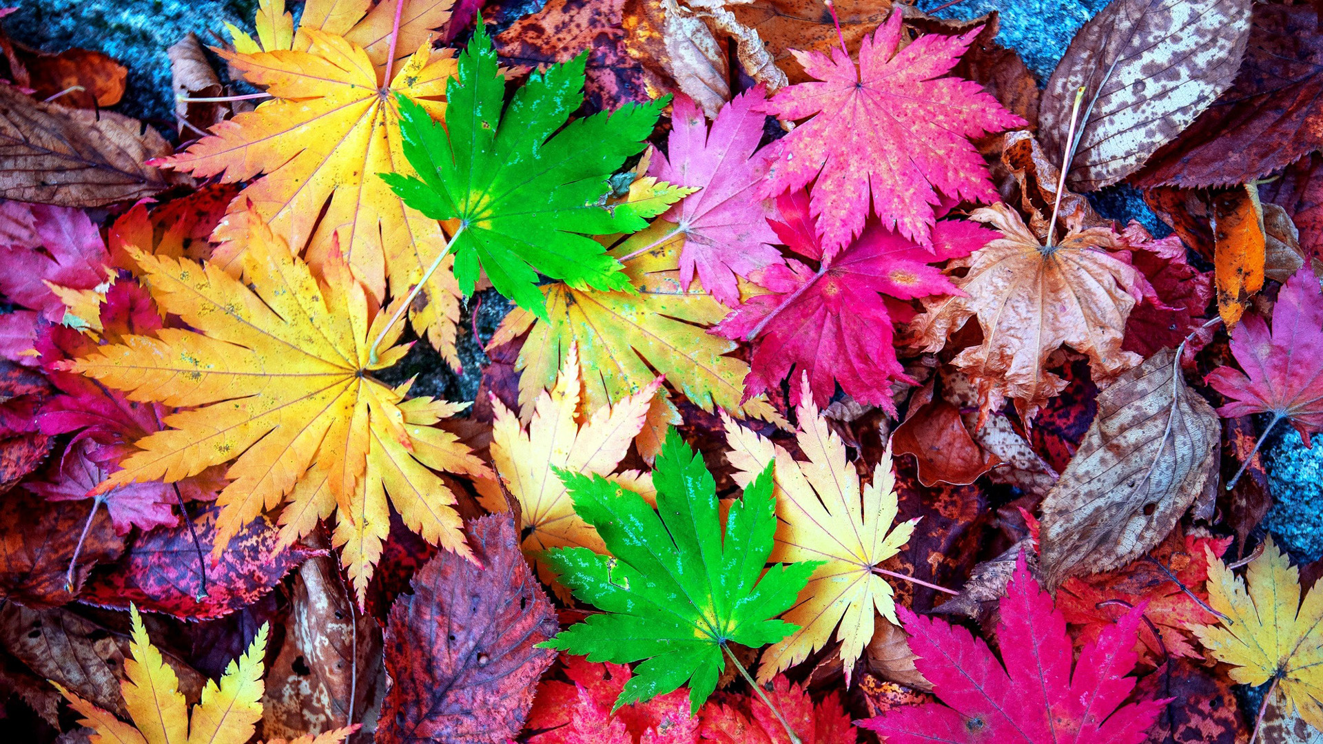 Closeup View Of Yellow Green Pink Brown Autumn Dry Leaves HD Autumn Wallpaper