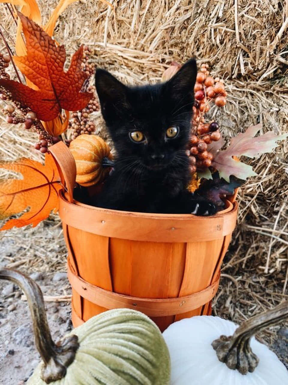 Download Cat Inside A Bucket Aesthetic Autumn Halloween Wallpaper