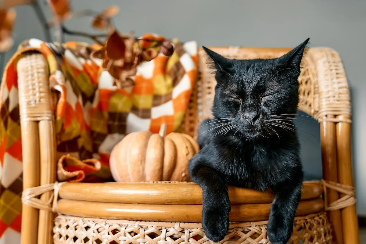 Black Cat Goes Into 'Goblin Mode' Over A Q Tip In True Halloween Spirit
