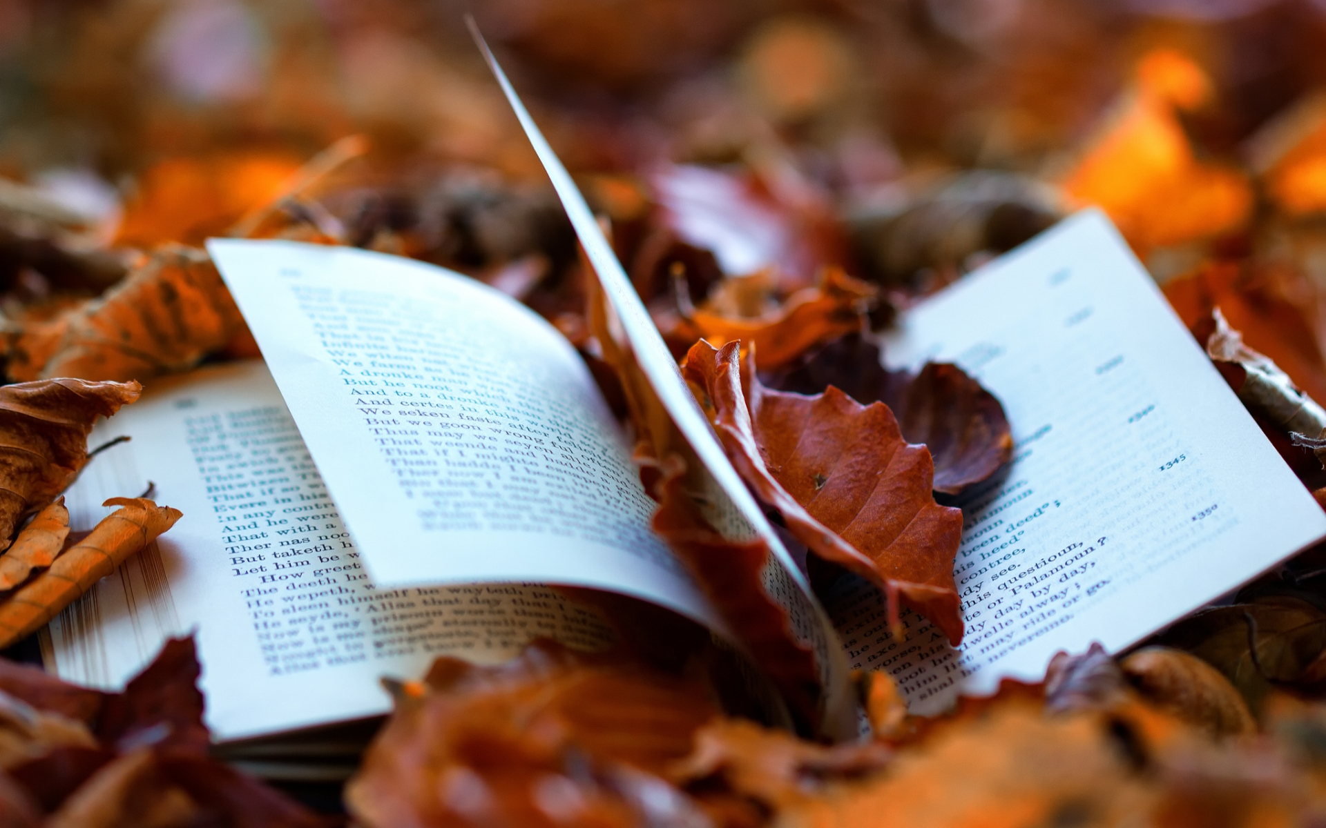 Autumn Stories: HD Wallpaper Of A Man Made Book Amidst Fallen Leaves