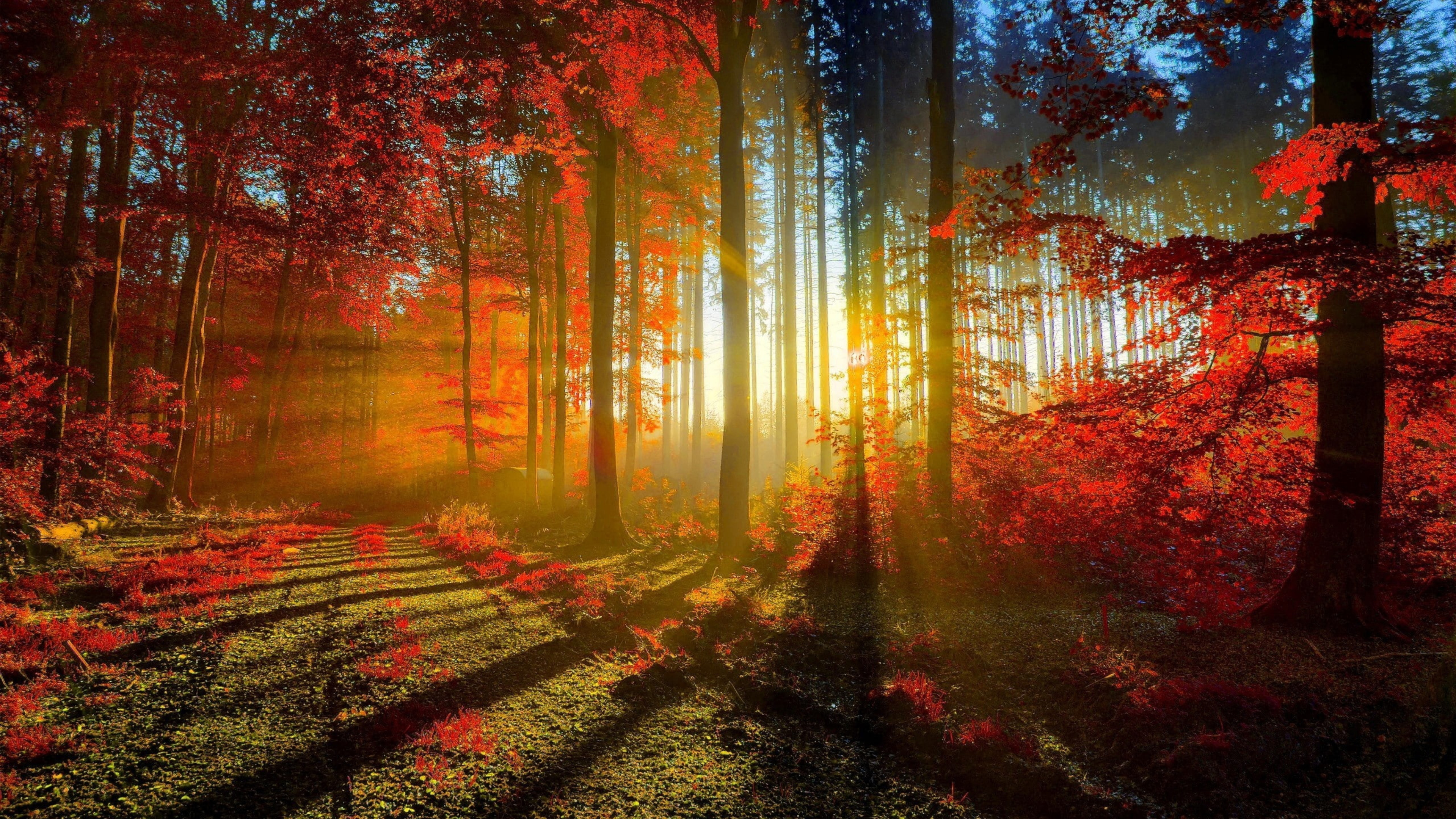 Photography Of Autumn Red Forest With Sunbeam 4K HD Nature Wallpaper