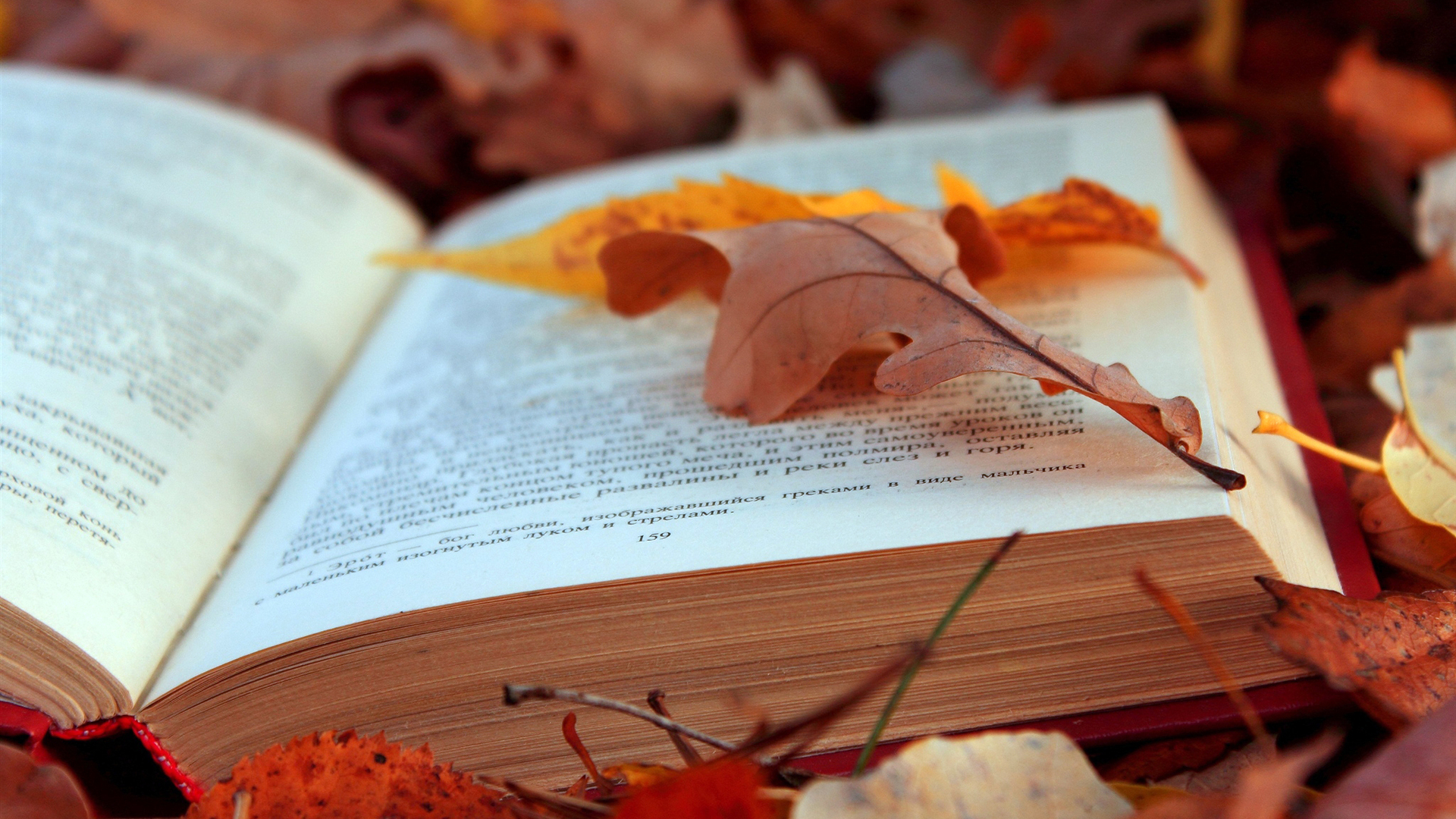 Wallpaper autumn, leaves, book for mobile and desktop, section природа, resolution 1920x1080