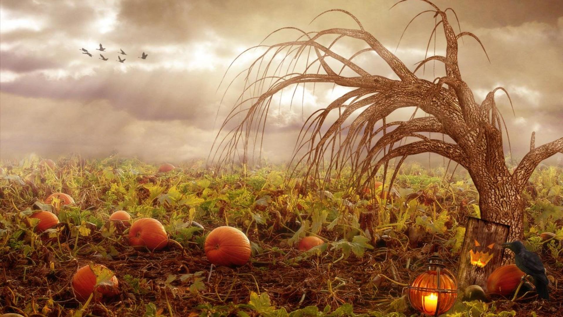 Autumn Pumpkins Desktop Wallpaper