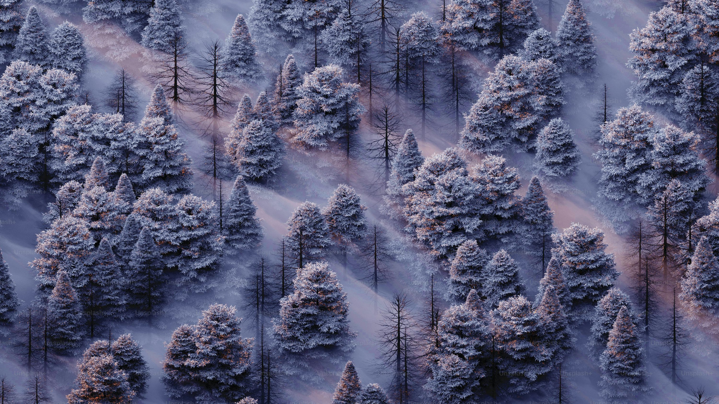 A group of trees covered in snow next to a forest photo