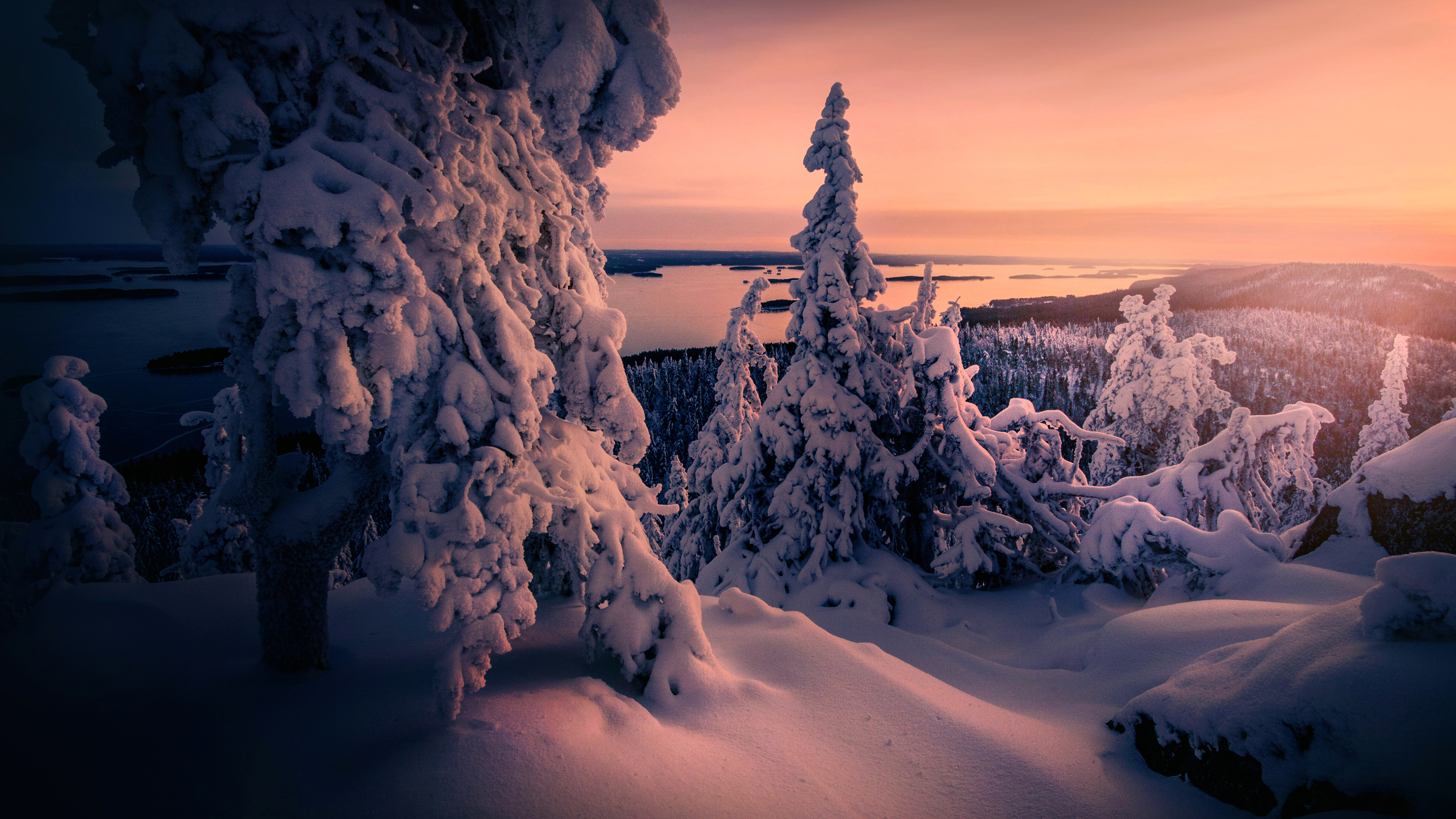 Winter Snow covered Trees 4K Wallpaper