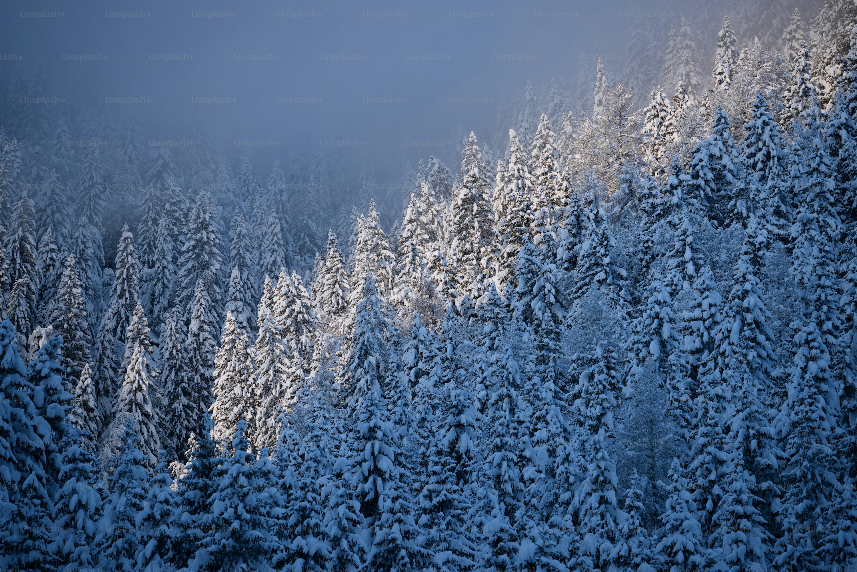 A forest covered in snow covered trees under a blue sky photo