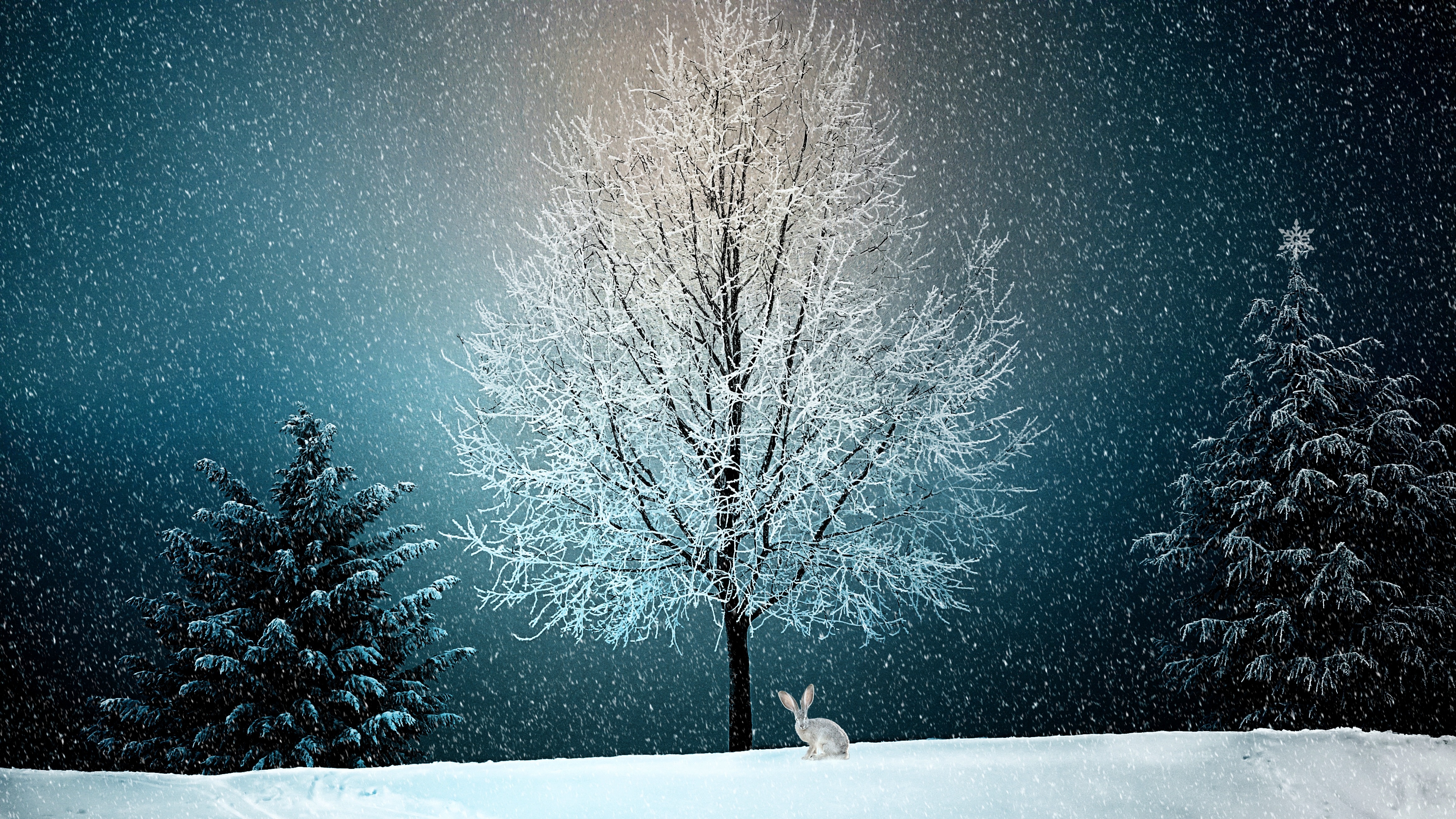 Wallpaper Snow, Winter, Tree, Nature, Blue, Background Free Image