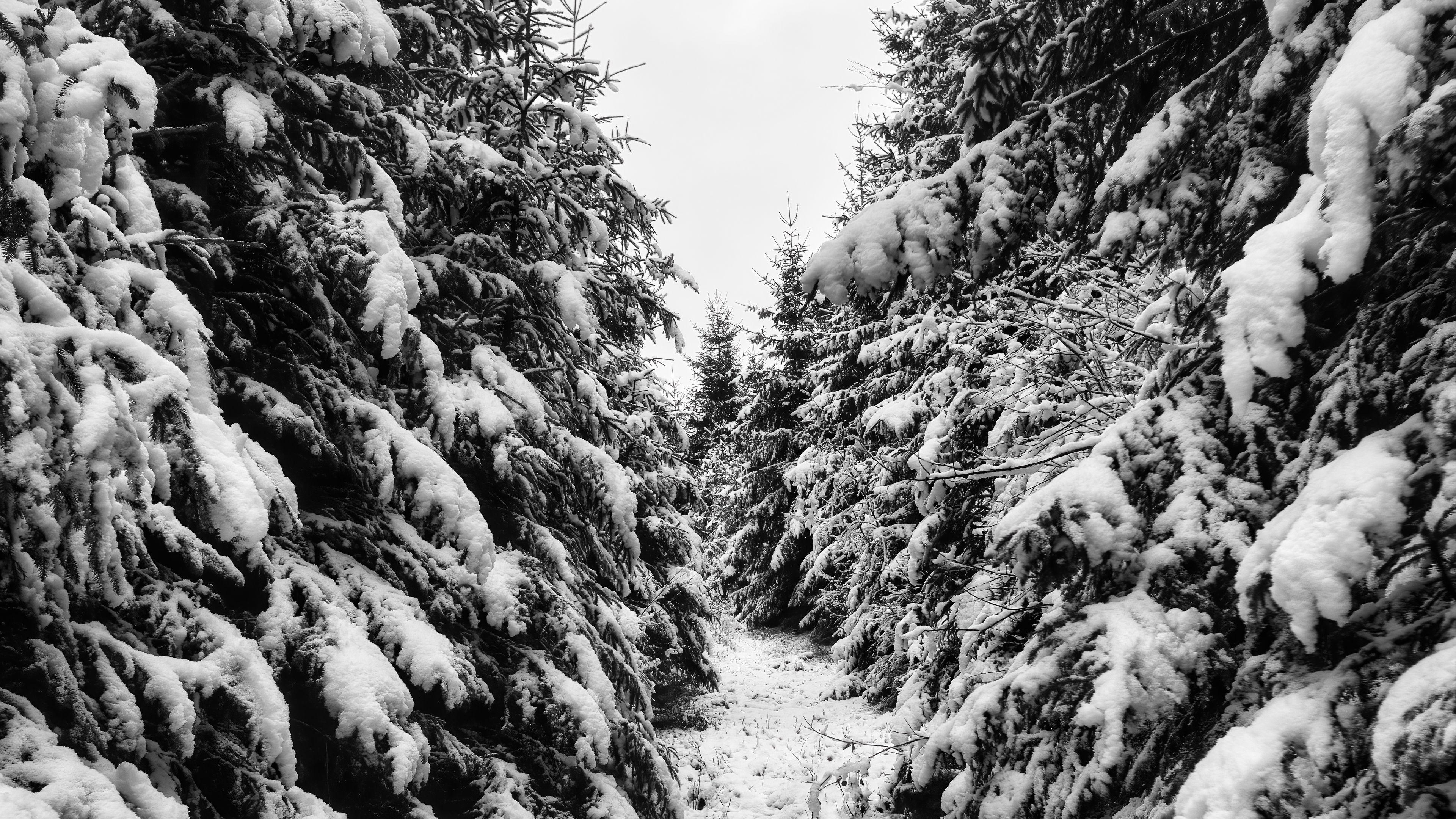 Black And White Trees Spruces Snow Winter Sky Landscape 4K HD Nature Wallpaper