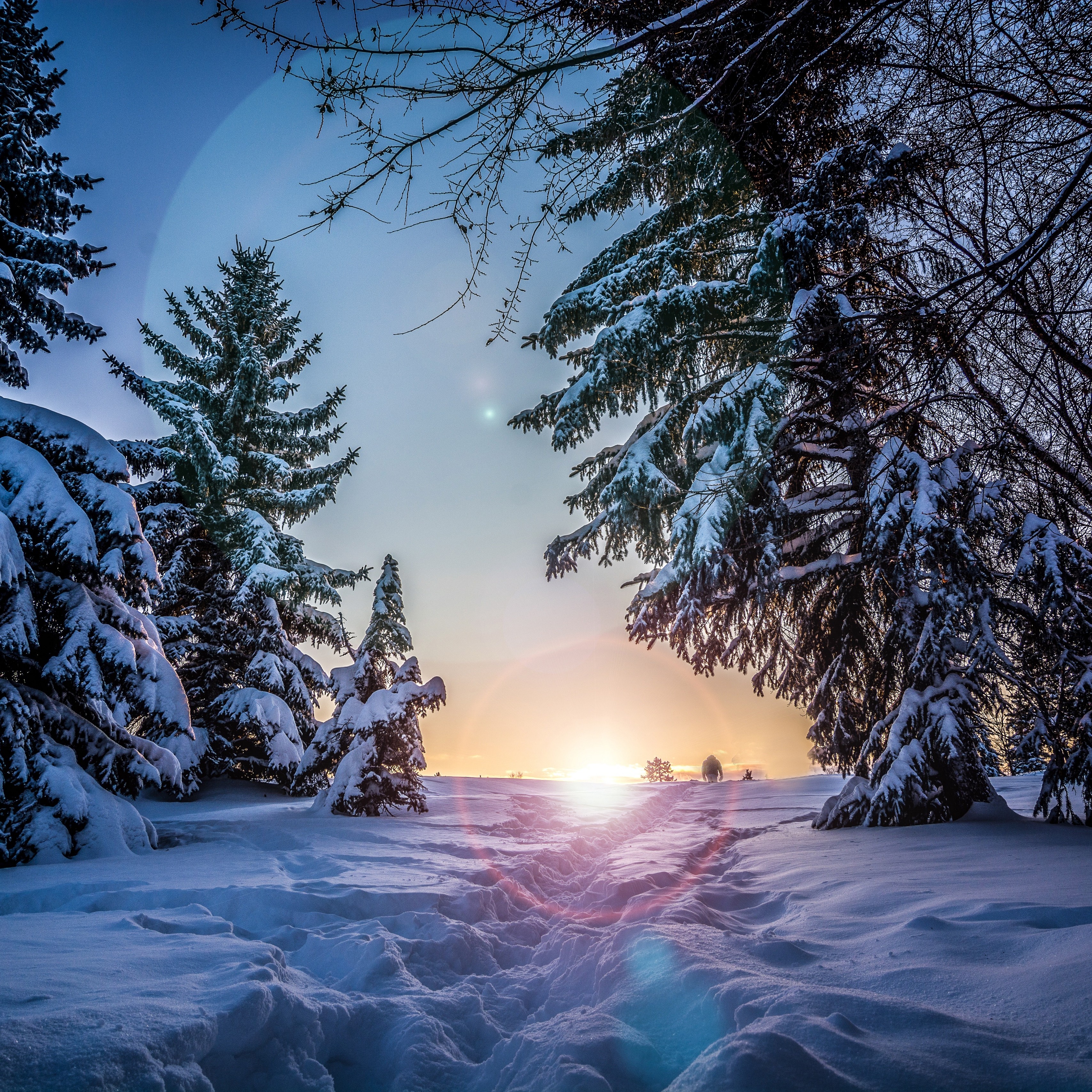 Winter Forest Trees Snow Road Sunlight 4k Wallpaper