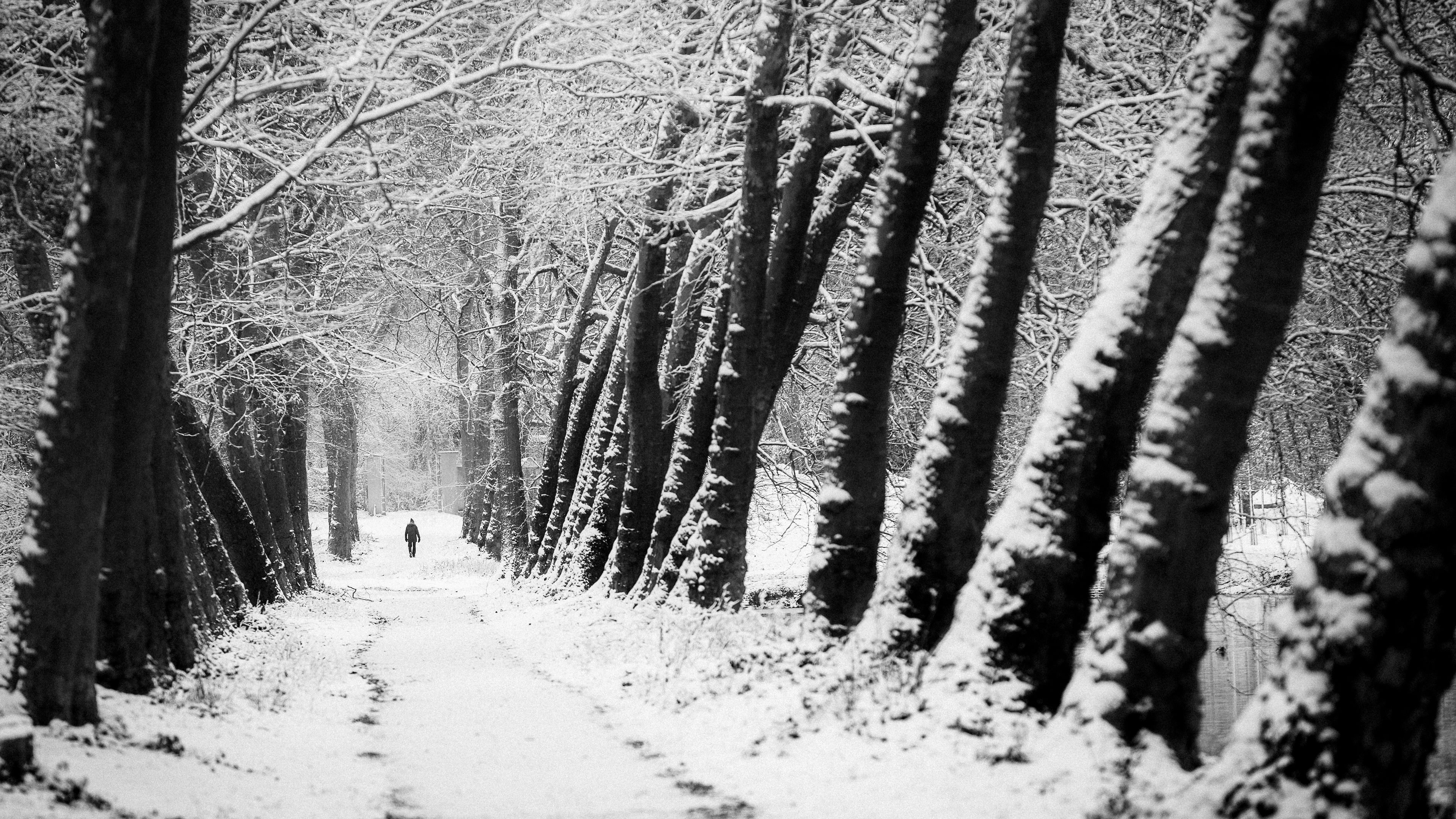 Black And White Image Of Winter Scenery Frozen Trees Forest 4K HD Nature Wallpaper