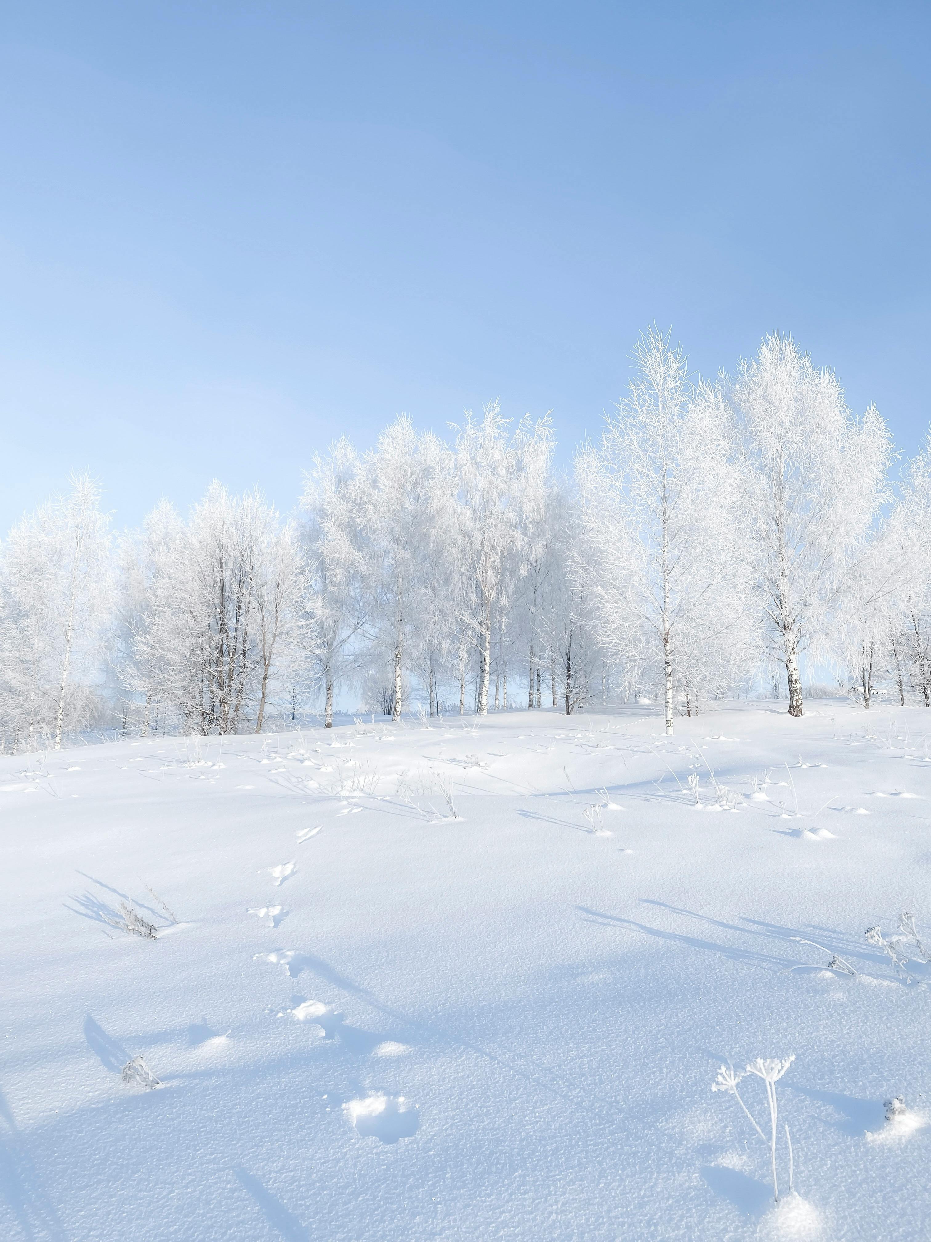 Trees in Frost in Winter Landscape · Free