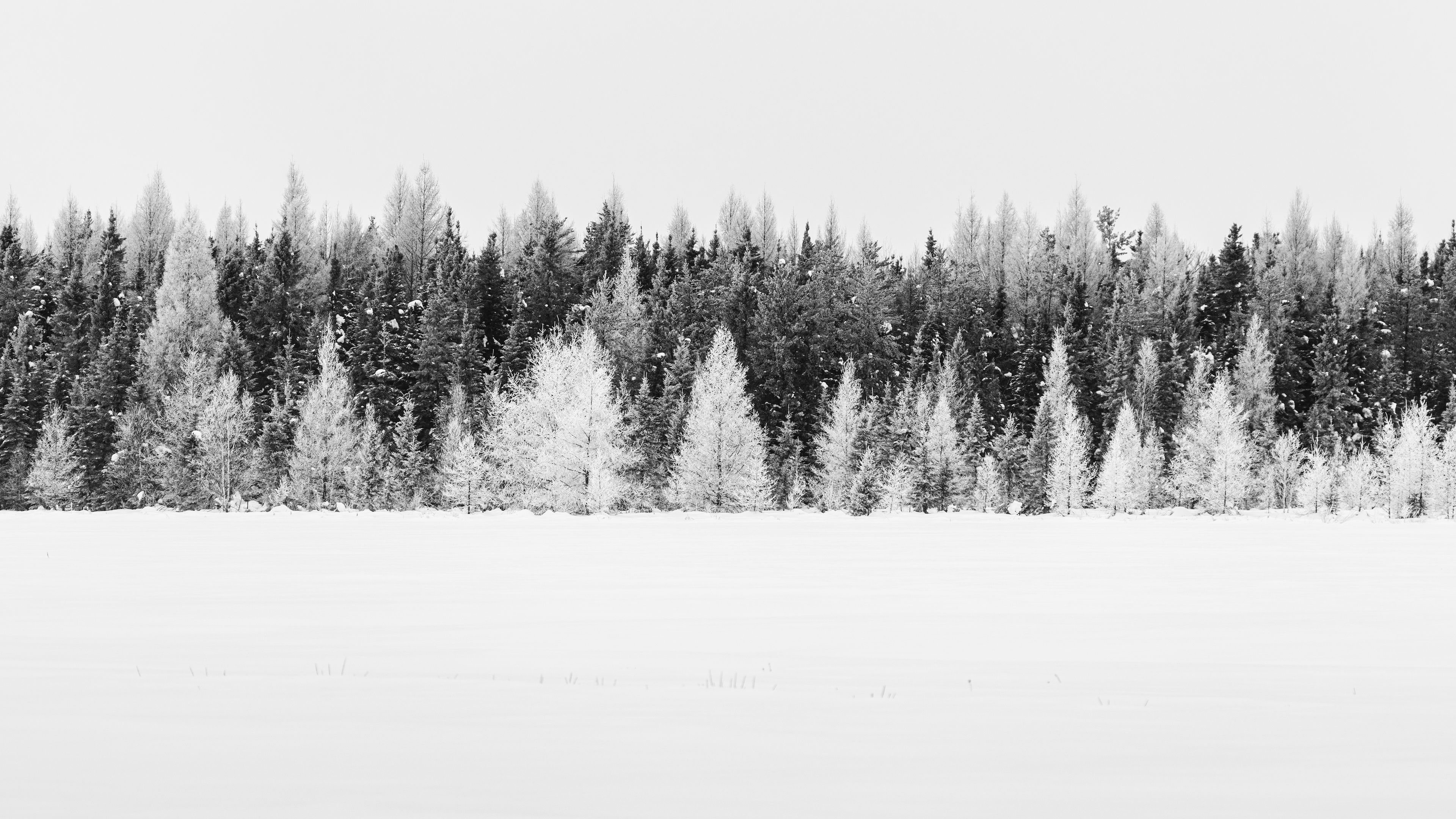 Download wallpaper 3840x2160 trees, snow, winter, forest, landscape, white 4k uhd 16:9 HD background