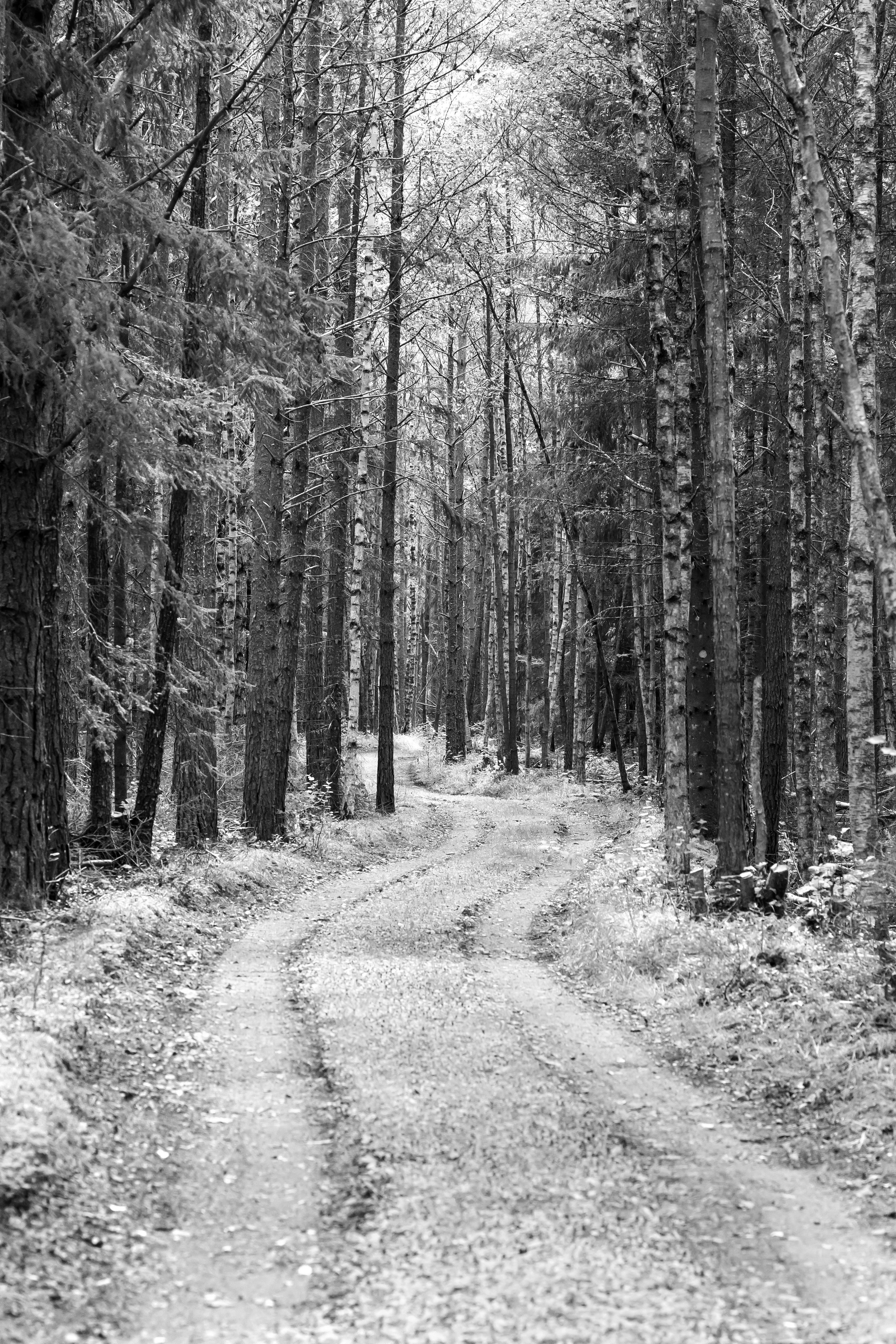 Black And White Forest Photo, Download The BEST Free Black And White Forest & HD Image