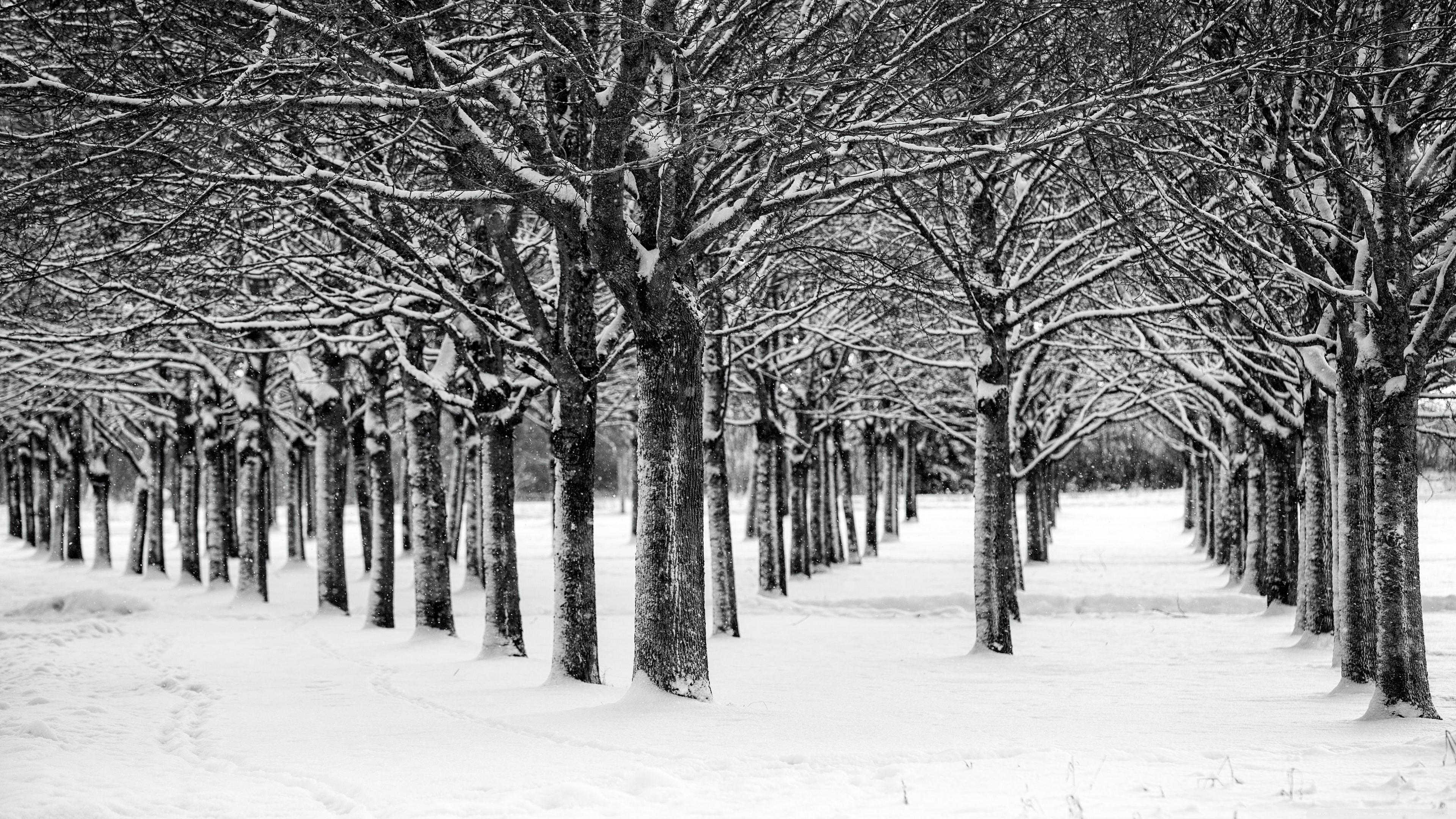 Trees, Winter, Black and White 4K UHD Wallpaper for UltraHD Desktop and TV, Widescreen and UltraWide Display, Smartphone and Tablet Devices