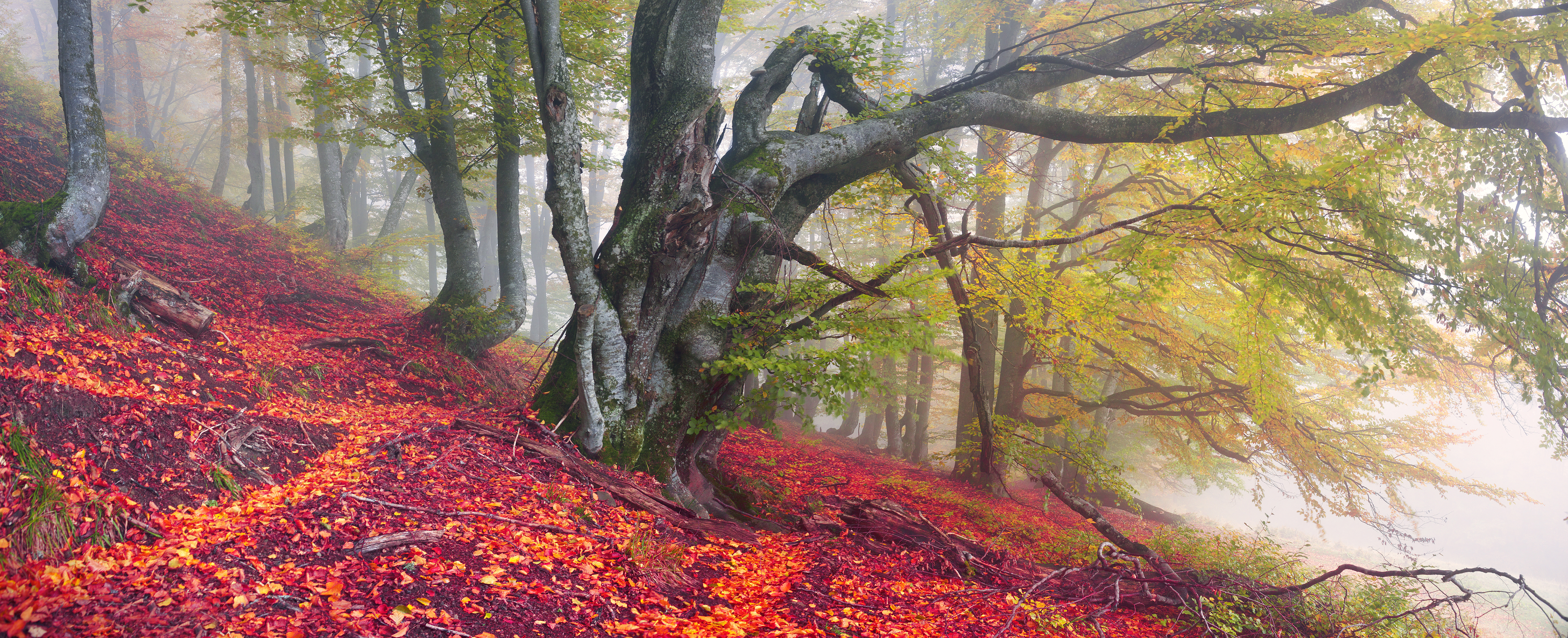 Enchanting Foggy Forest: A 4K Ultra HD Wallpaper of Autumn's Embrace