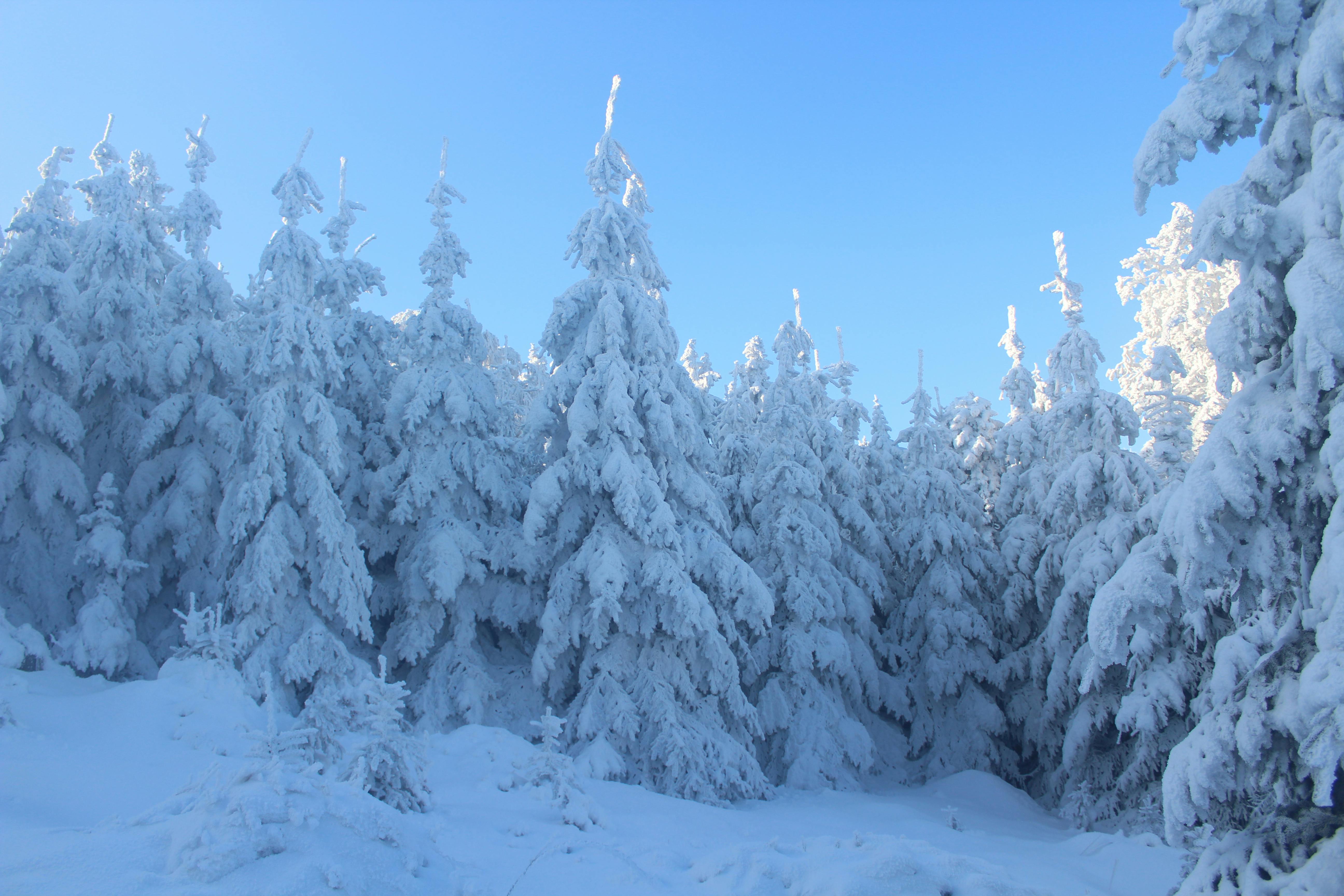 Pine Trees Covered With Snow · Free