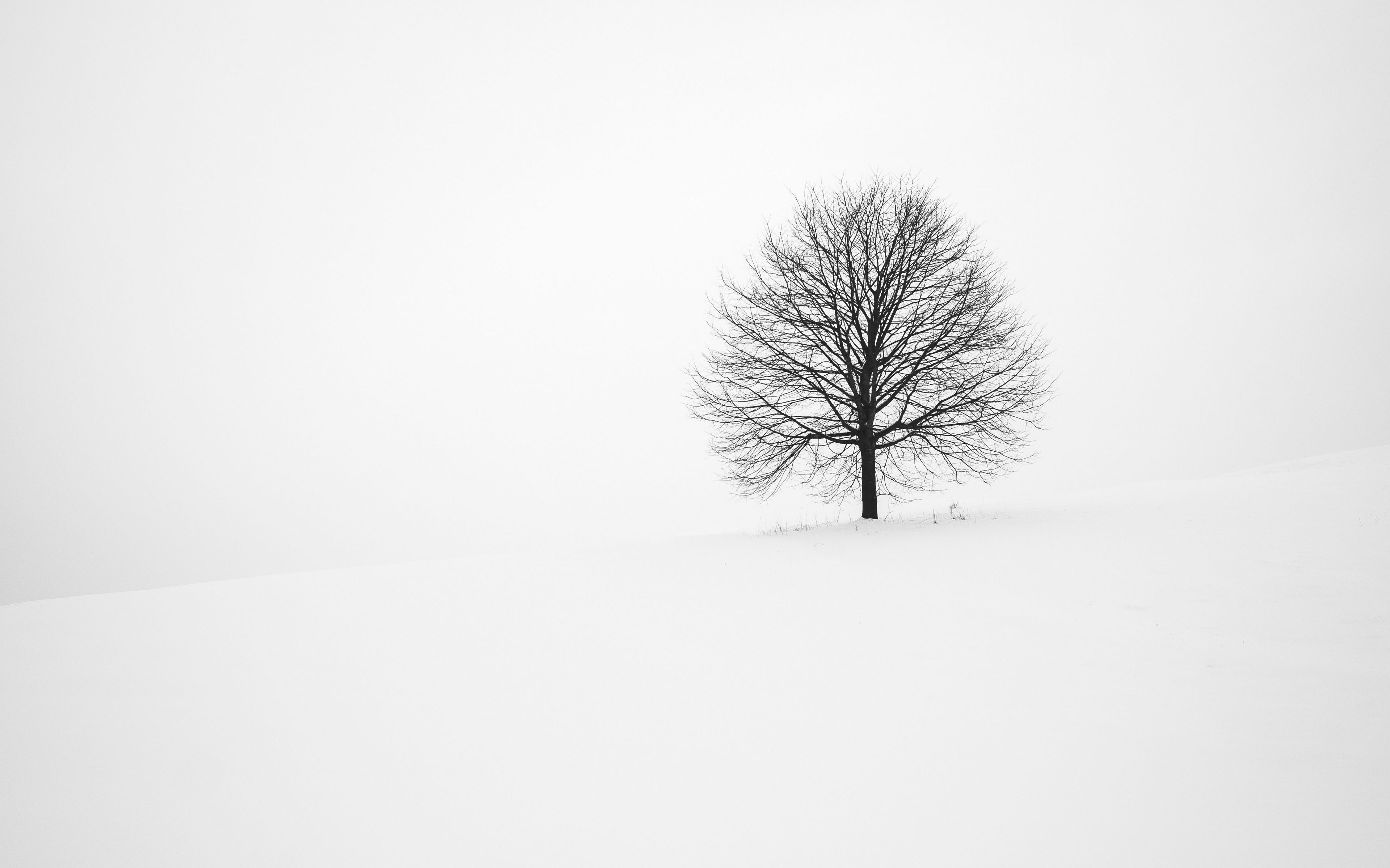 Download wallpaper 3840x2400 tree, winter, snow, minimalism, bw 4k ultra HD 16:10 HD background