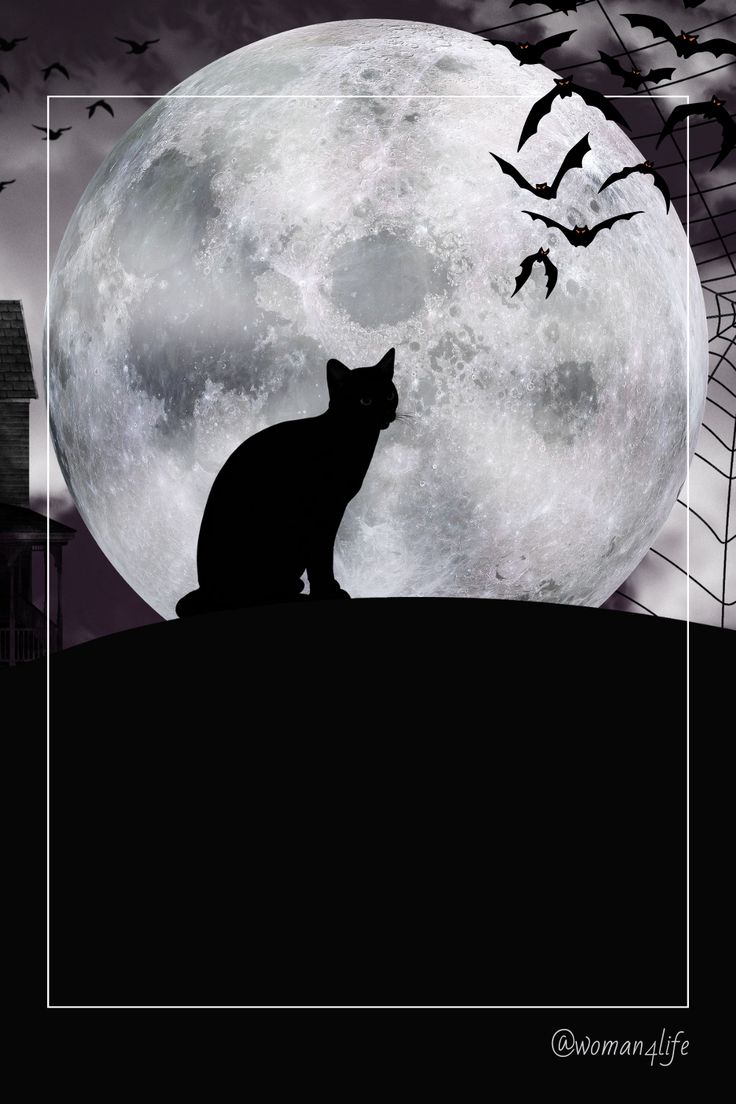 Halloween Wallpaper, Halloween Cat, Halloween Moon, Halloween Inspo, B W, Black Cat