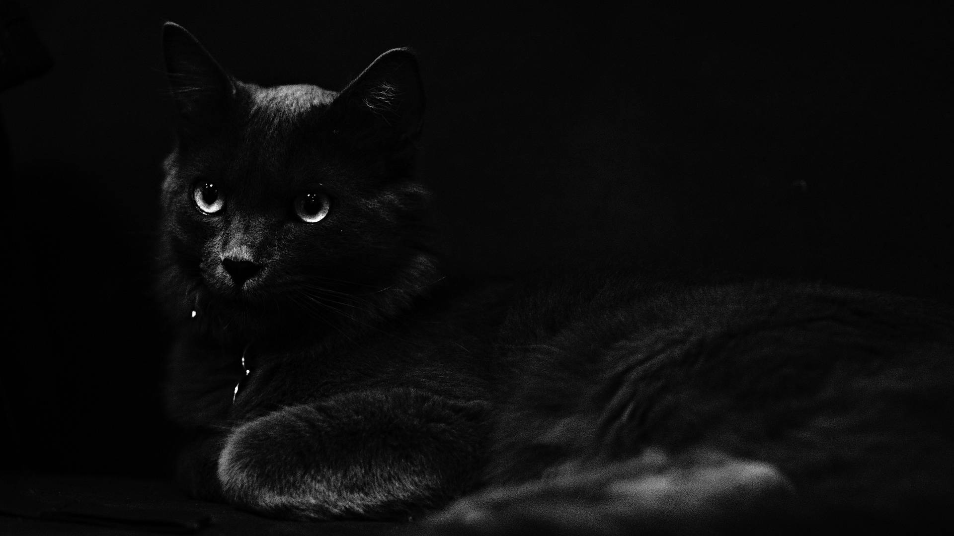 Download Dark Halloween Black Cat Wallpaper