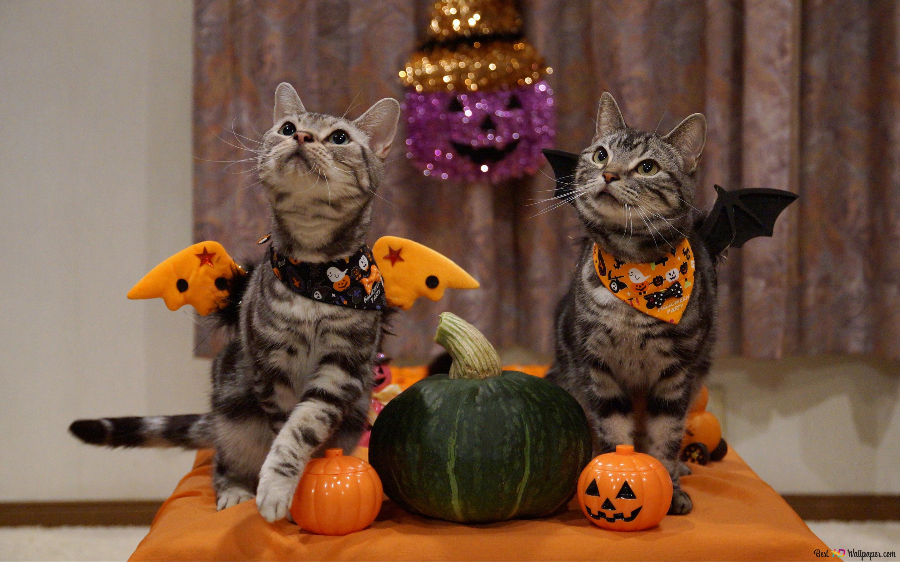 Cute Cats With Jack O' Lantern Pumpkin 4K Wallpaper Download