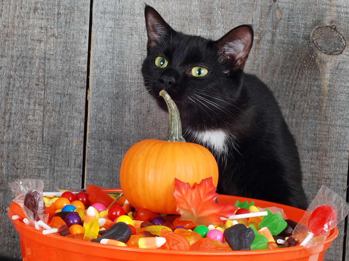 Black cat with sweets and pumpkin for Halloween Desktop wallpaper 1152x864
